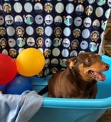 Harley 58868115 Dachshund Dog