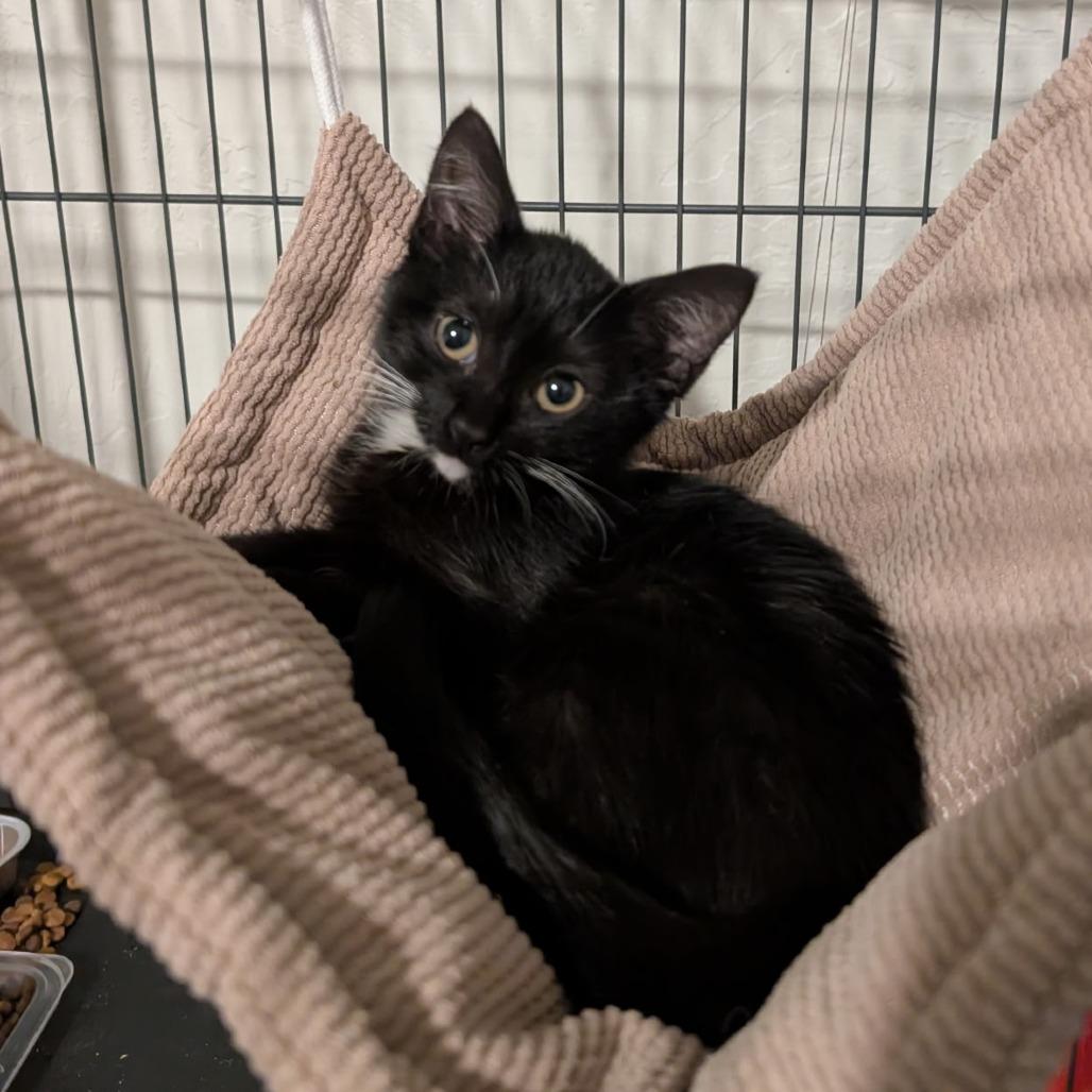 Ernie, Adoptable, Young Male Domestic Short Hair.