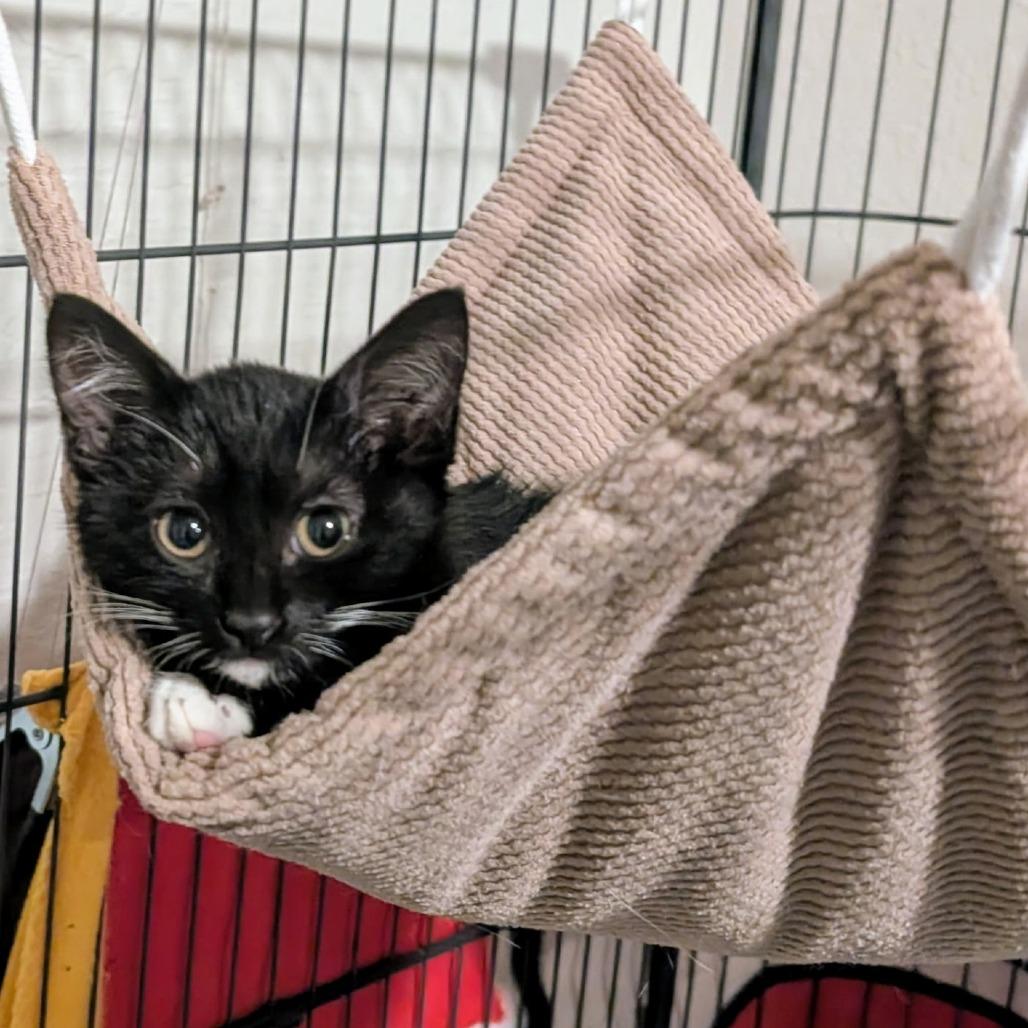 Enlarge Ernie, a Adoptable Domestic Short Hair in Long Beach, CA image 2/6