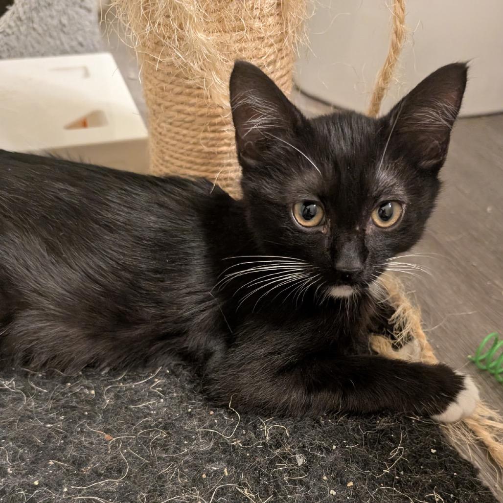 Enlarge Ernie, a Adoptable Domestic Short Hair in Long Beach, CA image 3/6