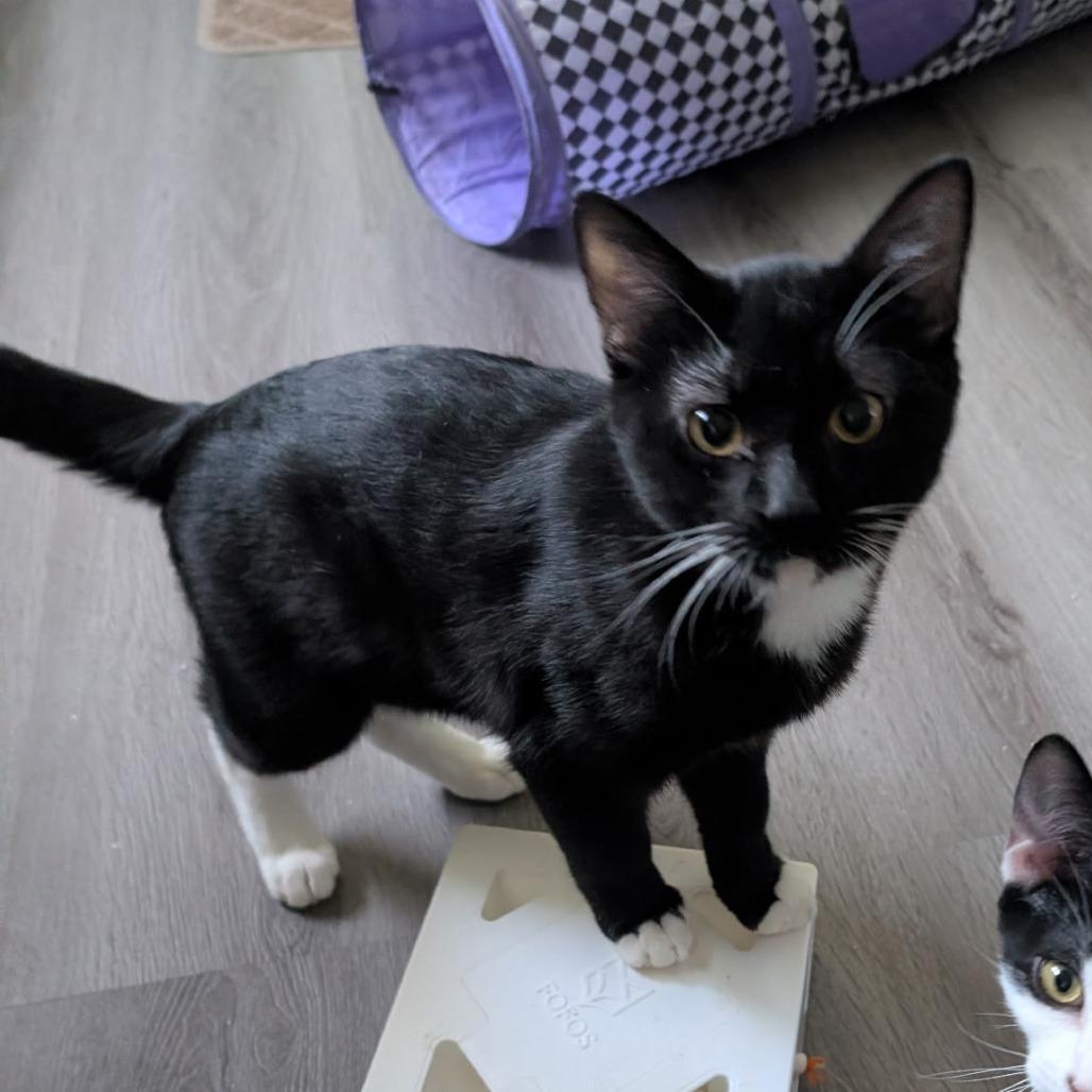 Enlarge Ernie, a Adoptable Domestic Short Hair in Long Beach, CA image 4/6