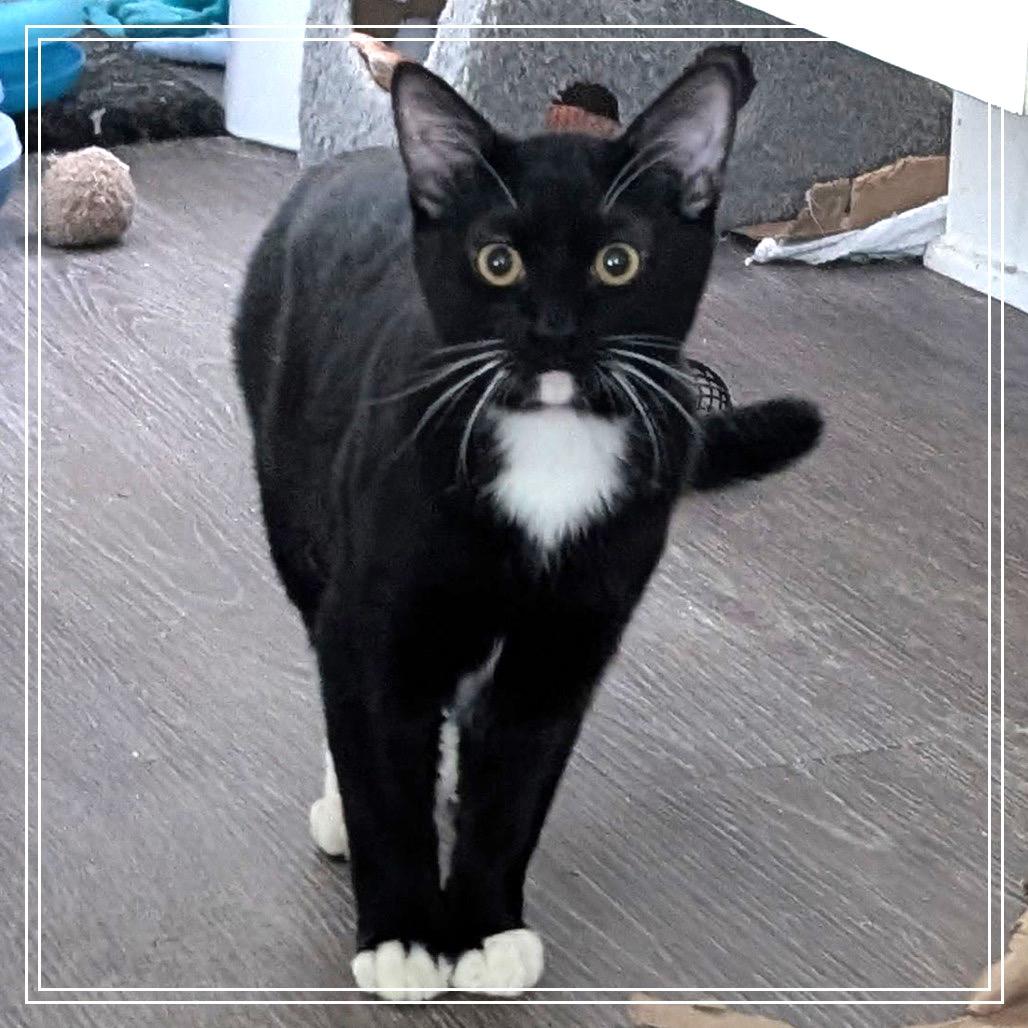 Enlarge Ernie, a Adoptable Domestic Short Hair in Long Beach, CA image 6/6