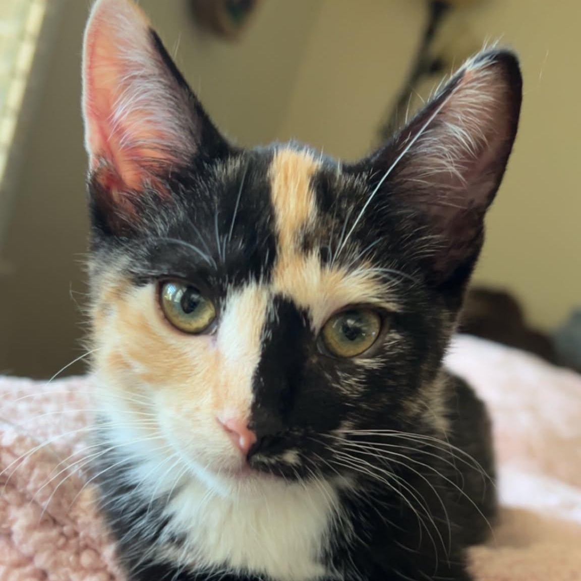 Phoebe, ADOPTABLE, Kitten Female Domestic Short Hair.