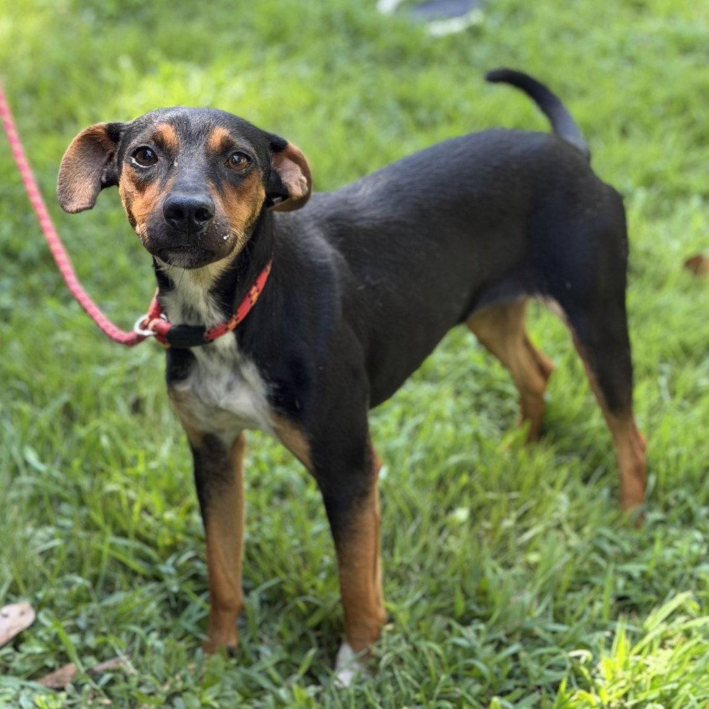 Enlarge Rio, a Adoptable mixed breed in Locust Fork, AL image 1/3