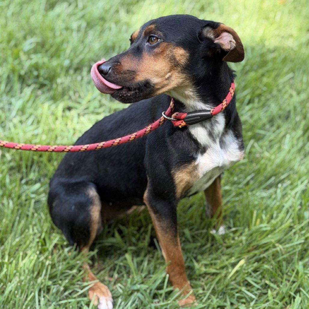 Enlarge Rio, a Adoptable mixed breed in Locust Fork, AL image 2/3