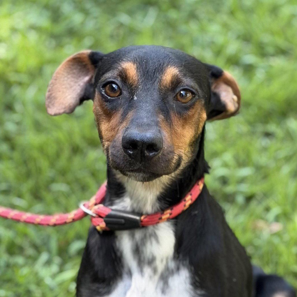 Enlarge Rio, a Adoptable mixed breed in Locust Fork, AL image 3/3