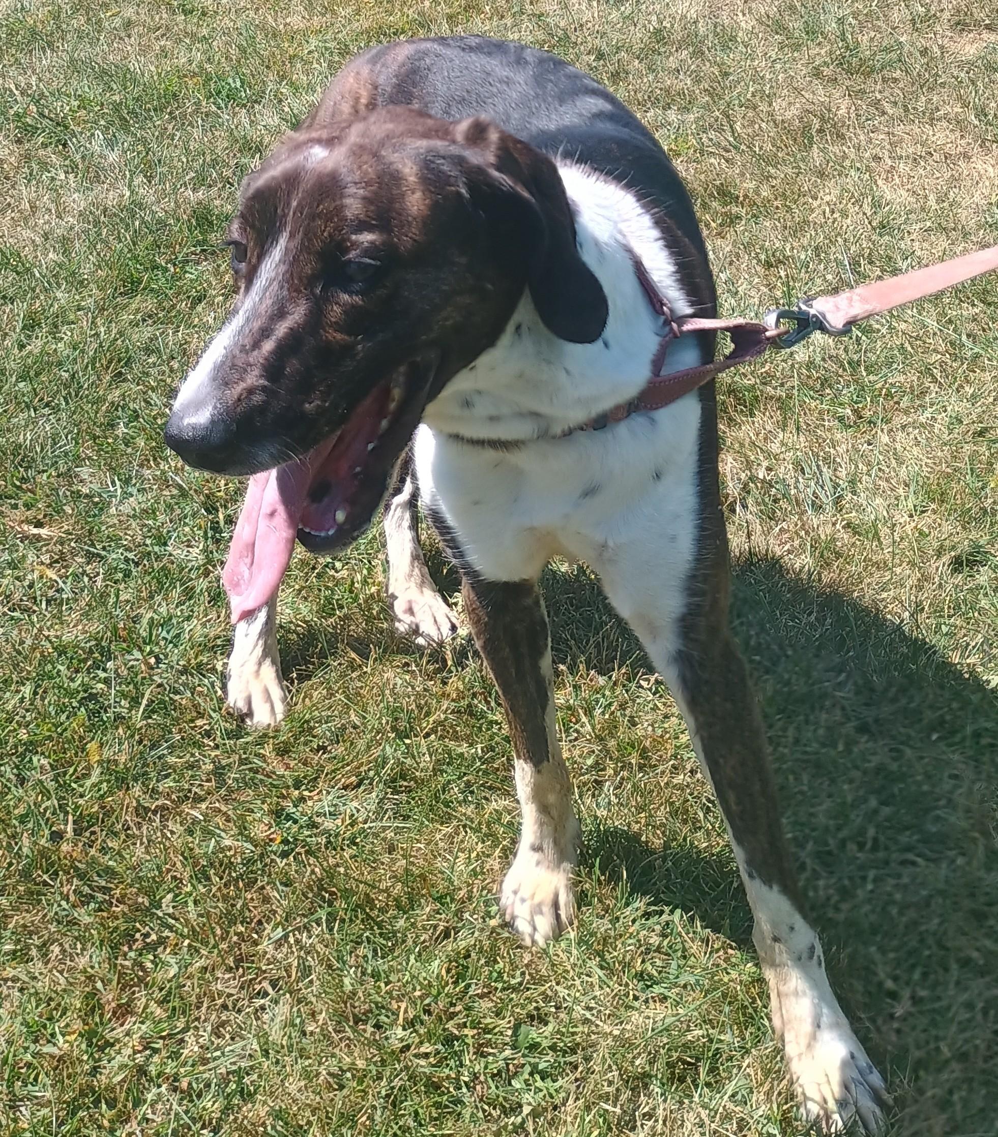 Cleo, Adopted, Adult Female Mountain Cur & Plott Hound.