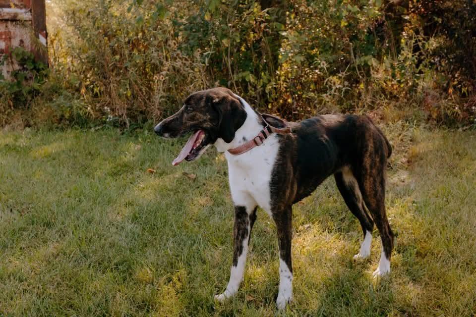 Enlarge Cleo, a Adopted mixed breed in Liberty, IN image 2/6