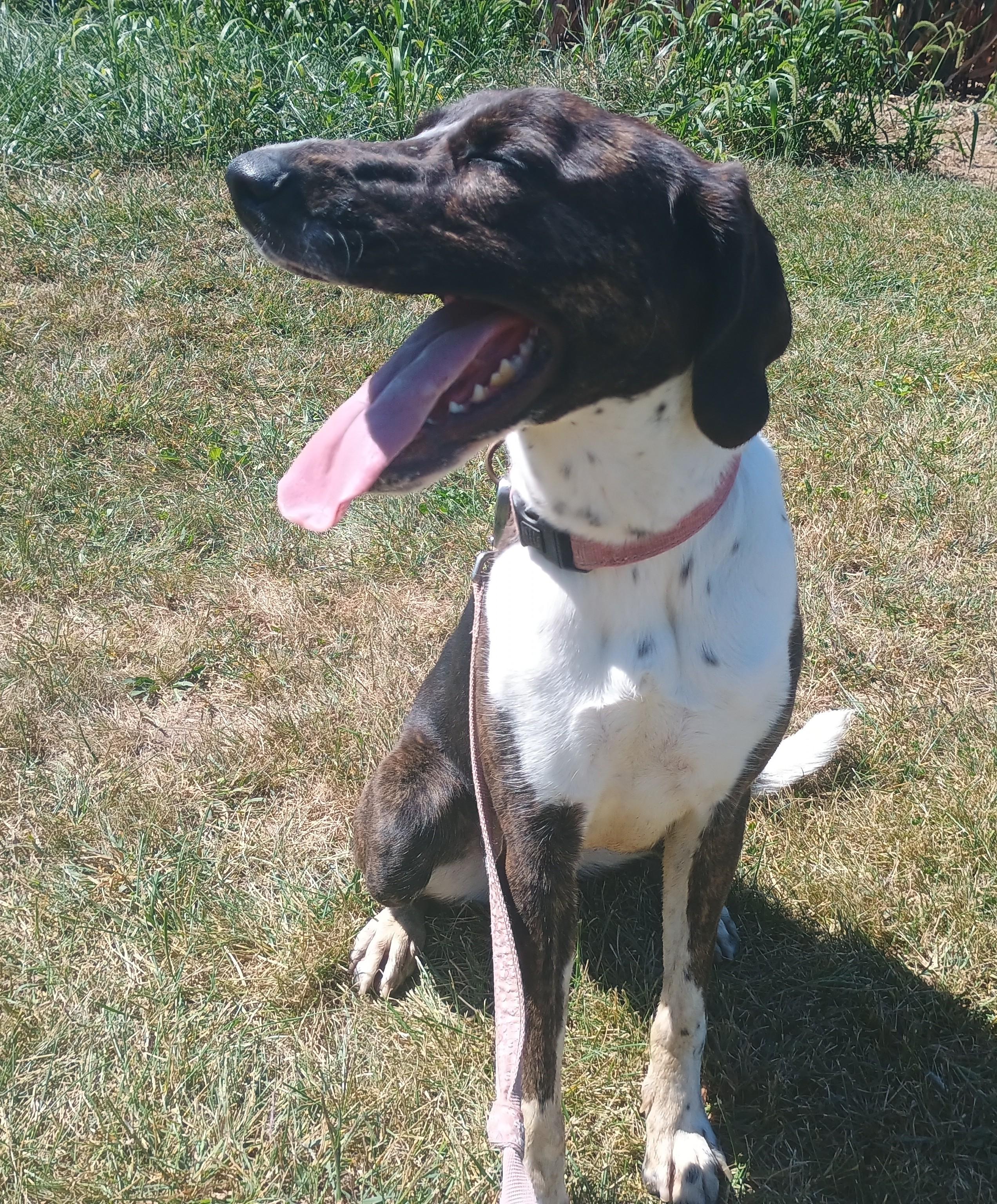 Enlarge Cleo, a Adopted mixed breed in Liberty, IN image 3/6