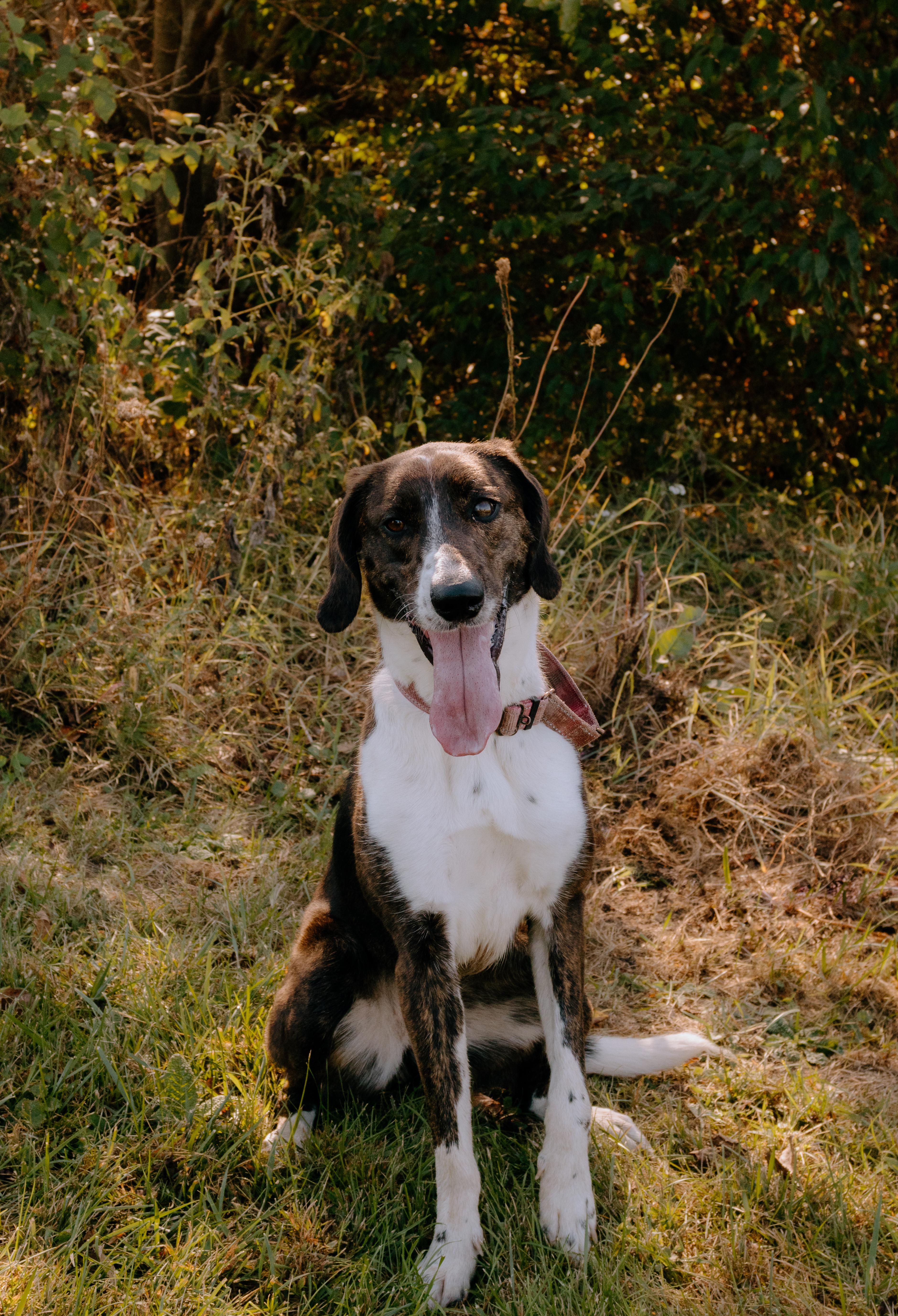 Enlarge Cleo, a Adopted mixed breed in Liberty, IN image 4/6