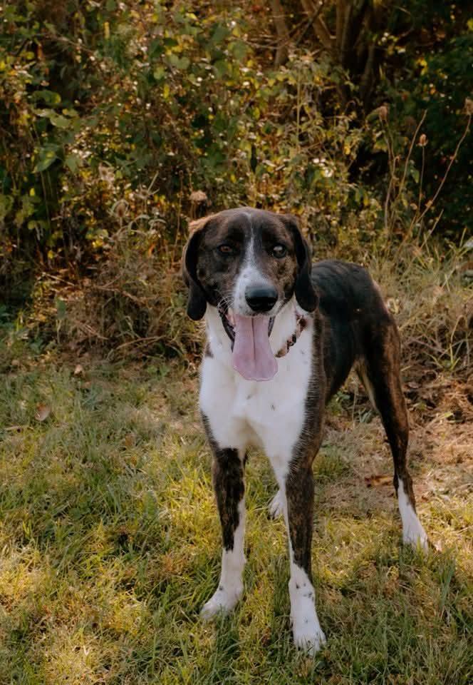 Enlarge Cleo, a Adopted mixed breed in Liberty, IN image 5/6