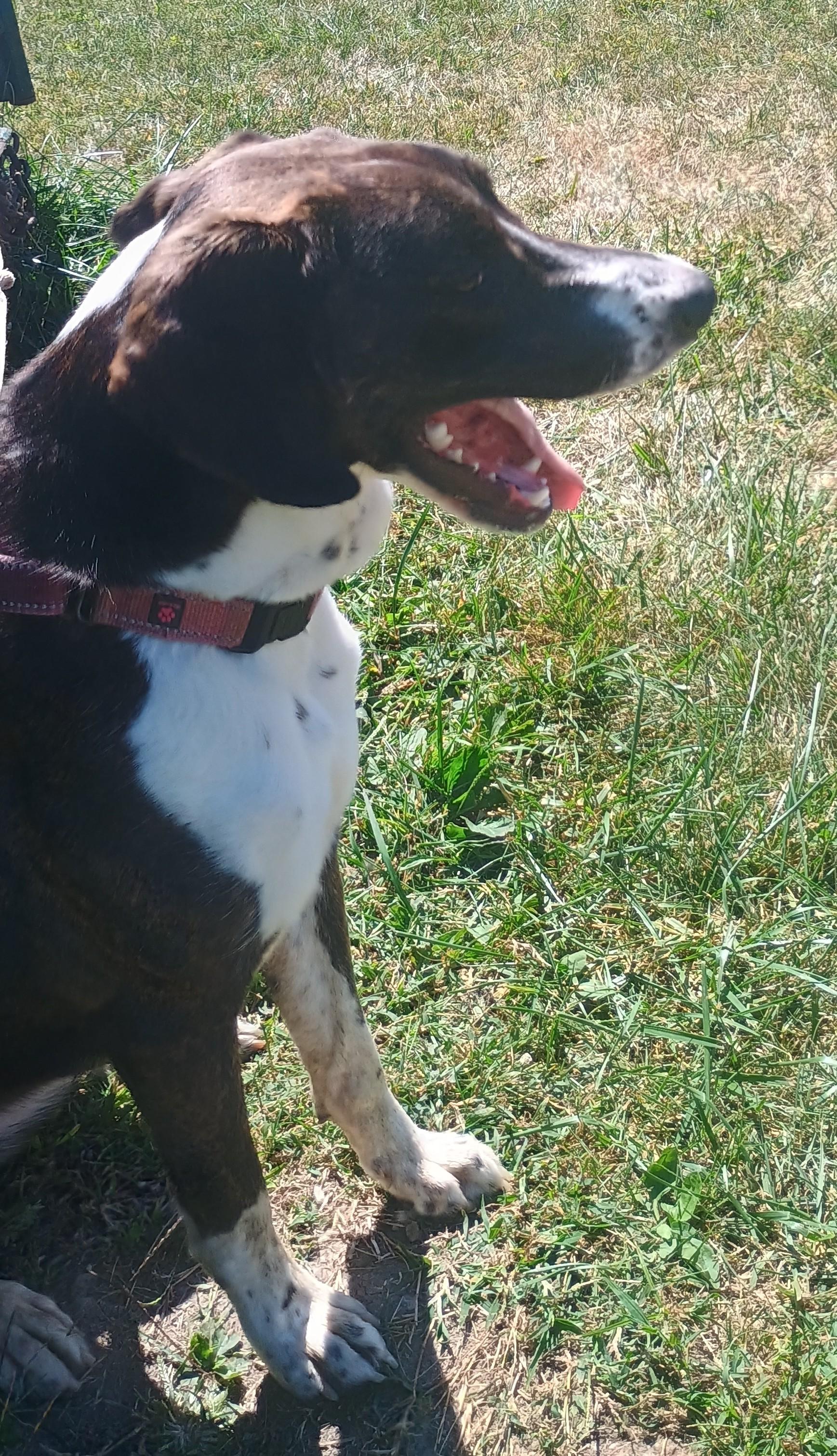 Enlarge Cleo, a Adopted mixed breed in Liberty, IN image 6/6