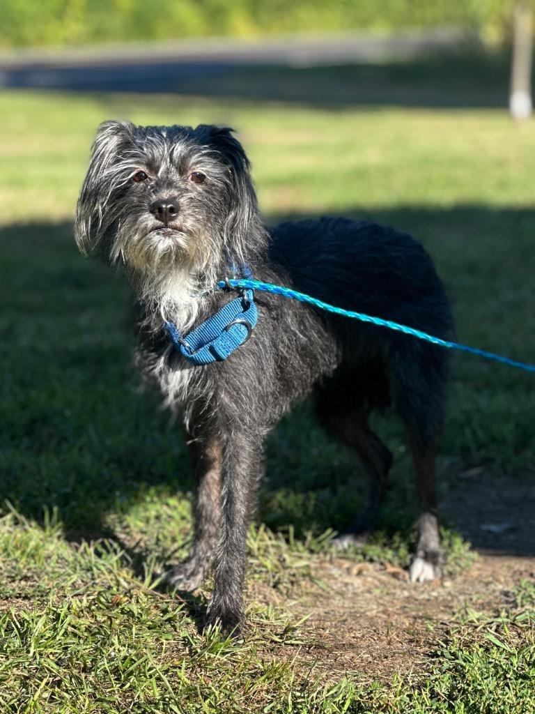 Roxy, a Adoptable mixed breed in Peru, NY image 1/2