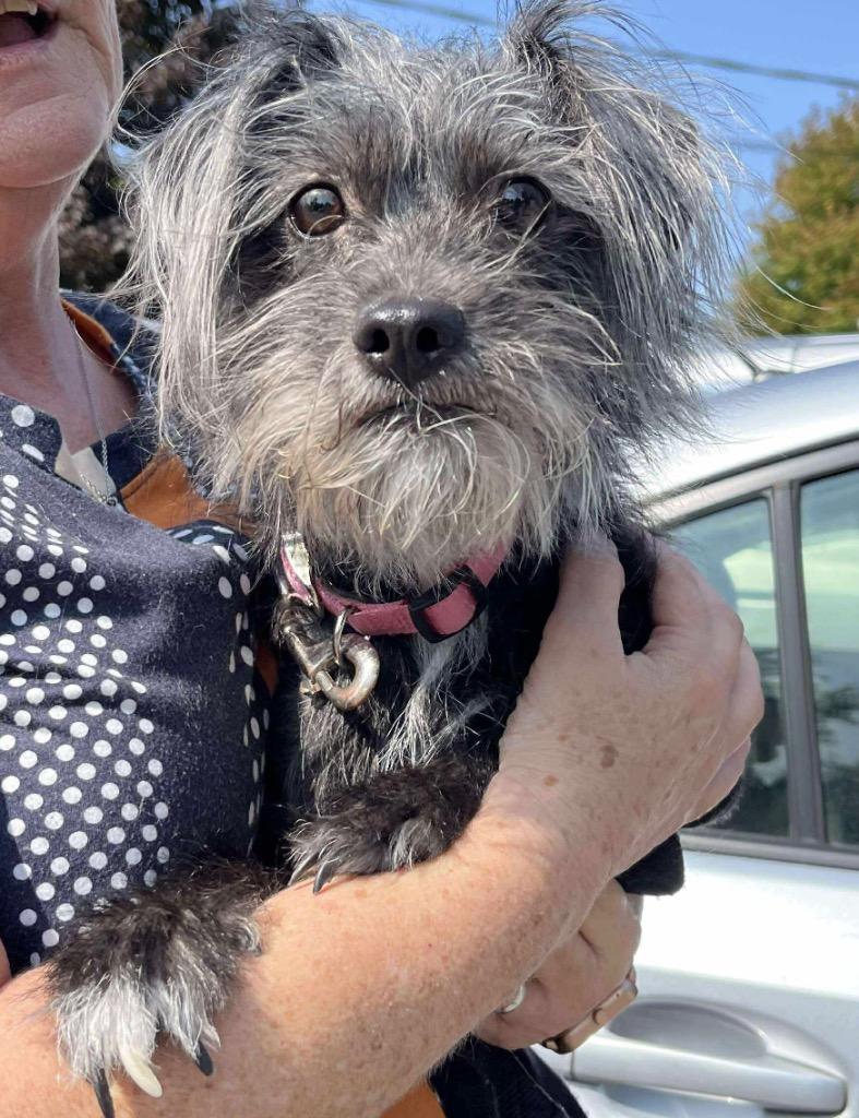 Roxy, a Adoptable mixed breed in Peru, NY image 2/2