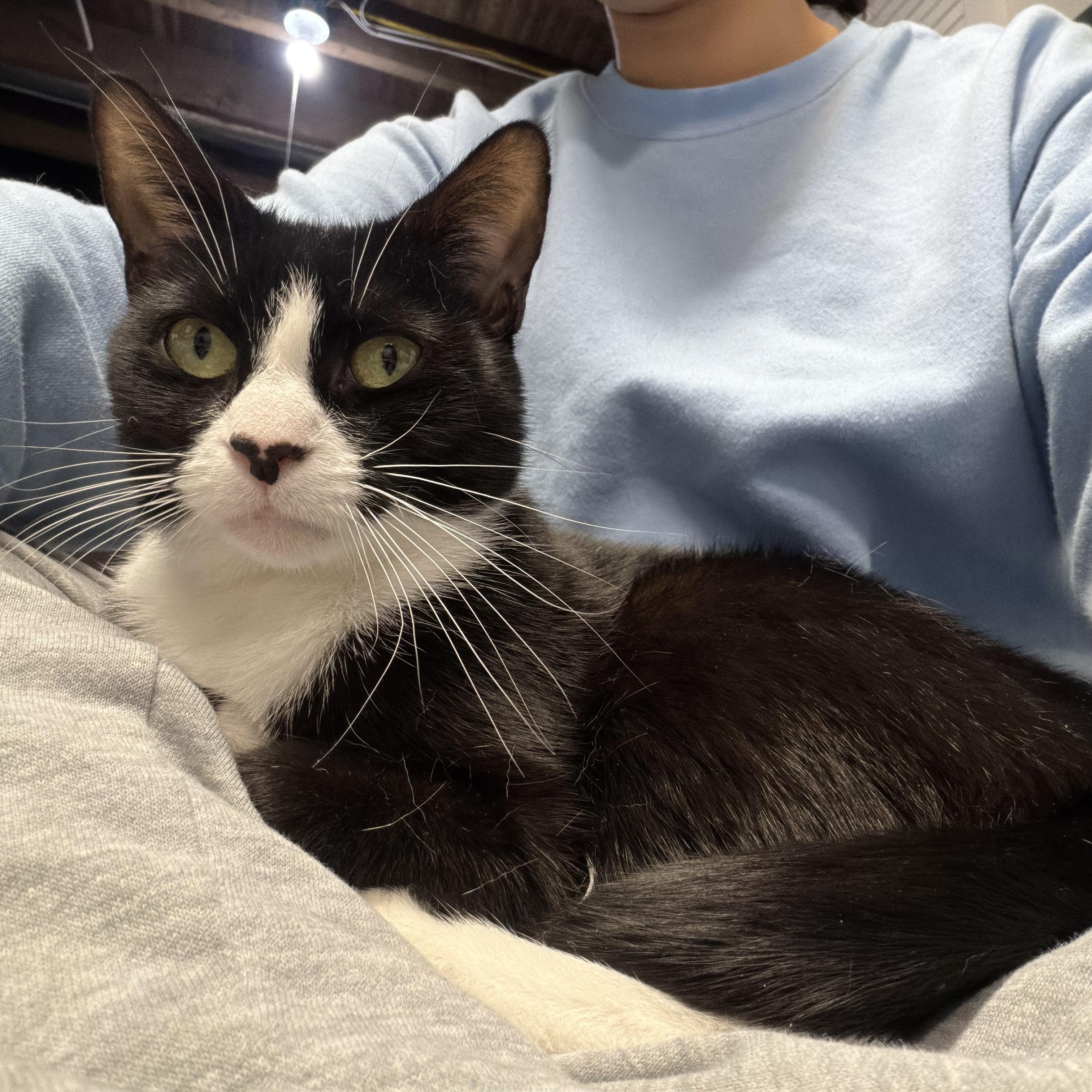 Denali, ADOPTABLE, Young Female American Shorthair.