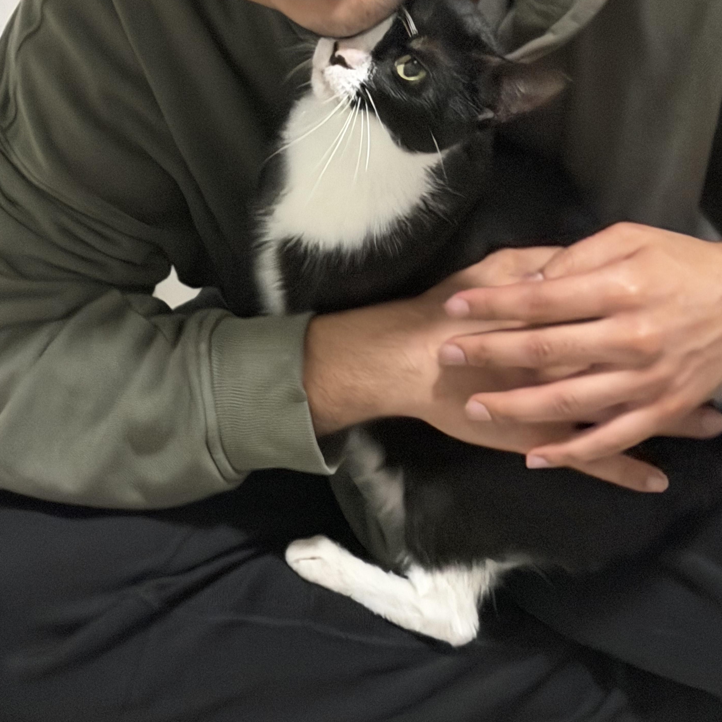 Enlarge Denali, an adopted American Shorthair in Highland Park, NJ image 2/3