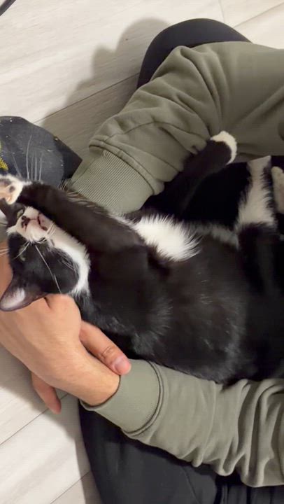 Enlarge Denali, an adopted American Shorthair in Highland Park, NJ video 3/3