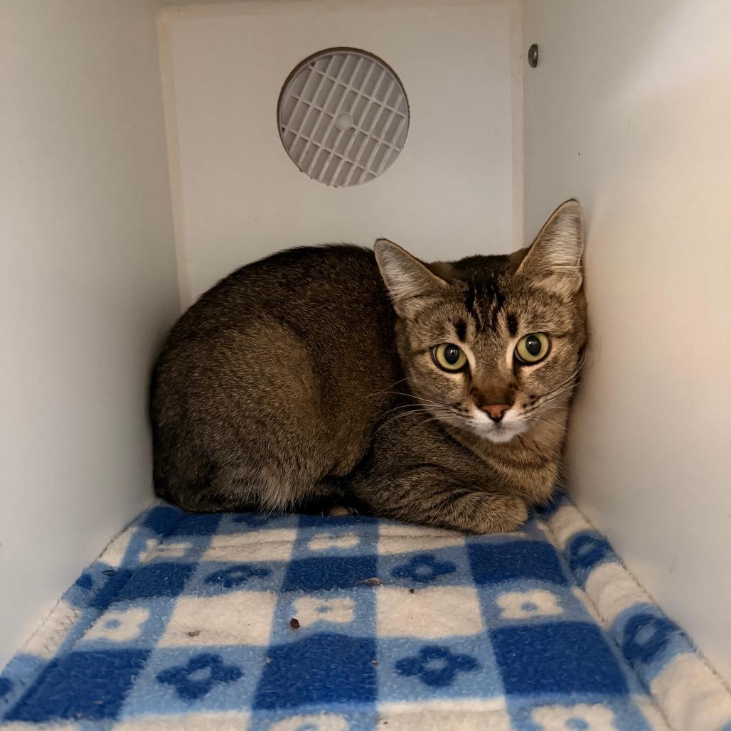 Enlarge Cherry, a ADOPTABLE mixed breed in Grass Valley, CA image 1/1