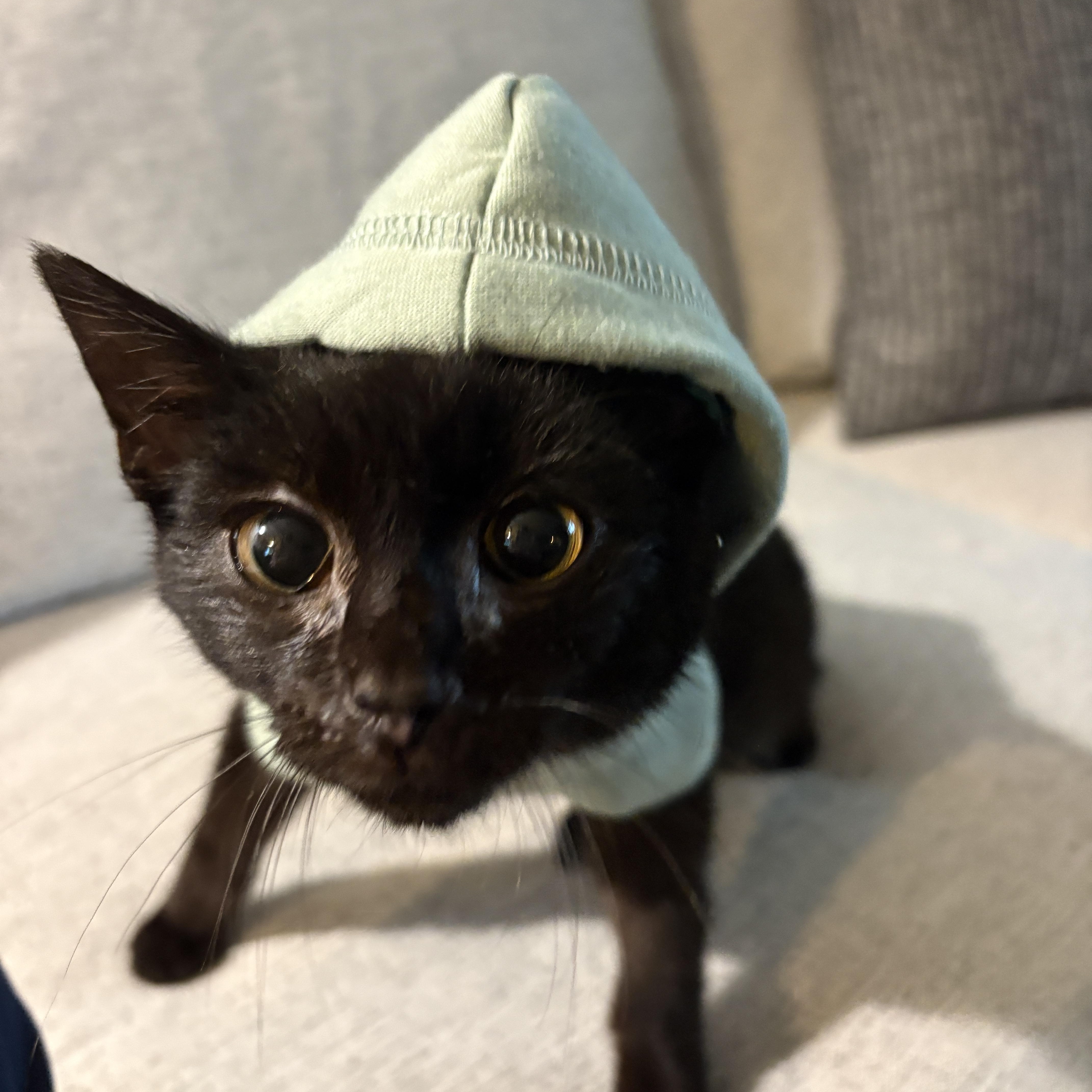 Paco , a ADOPTABLE Domestic Short Hair in Youngstown, OH image 4/6