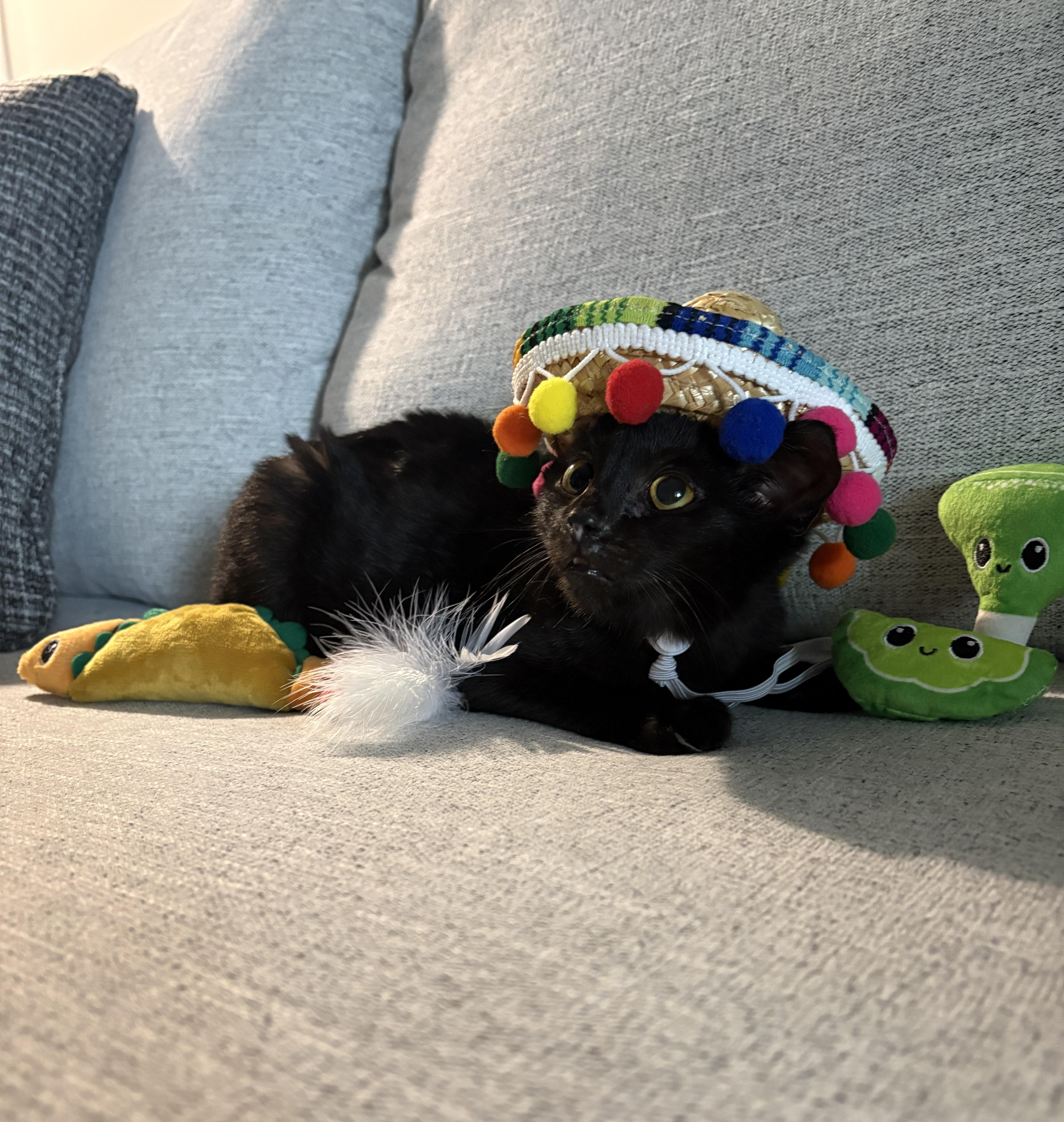 Paco , a ADOPTABLE Domestic Short Hair in Youngstown, OH image 3/6