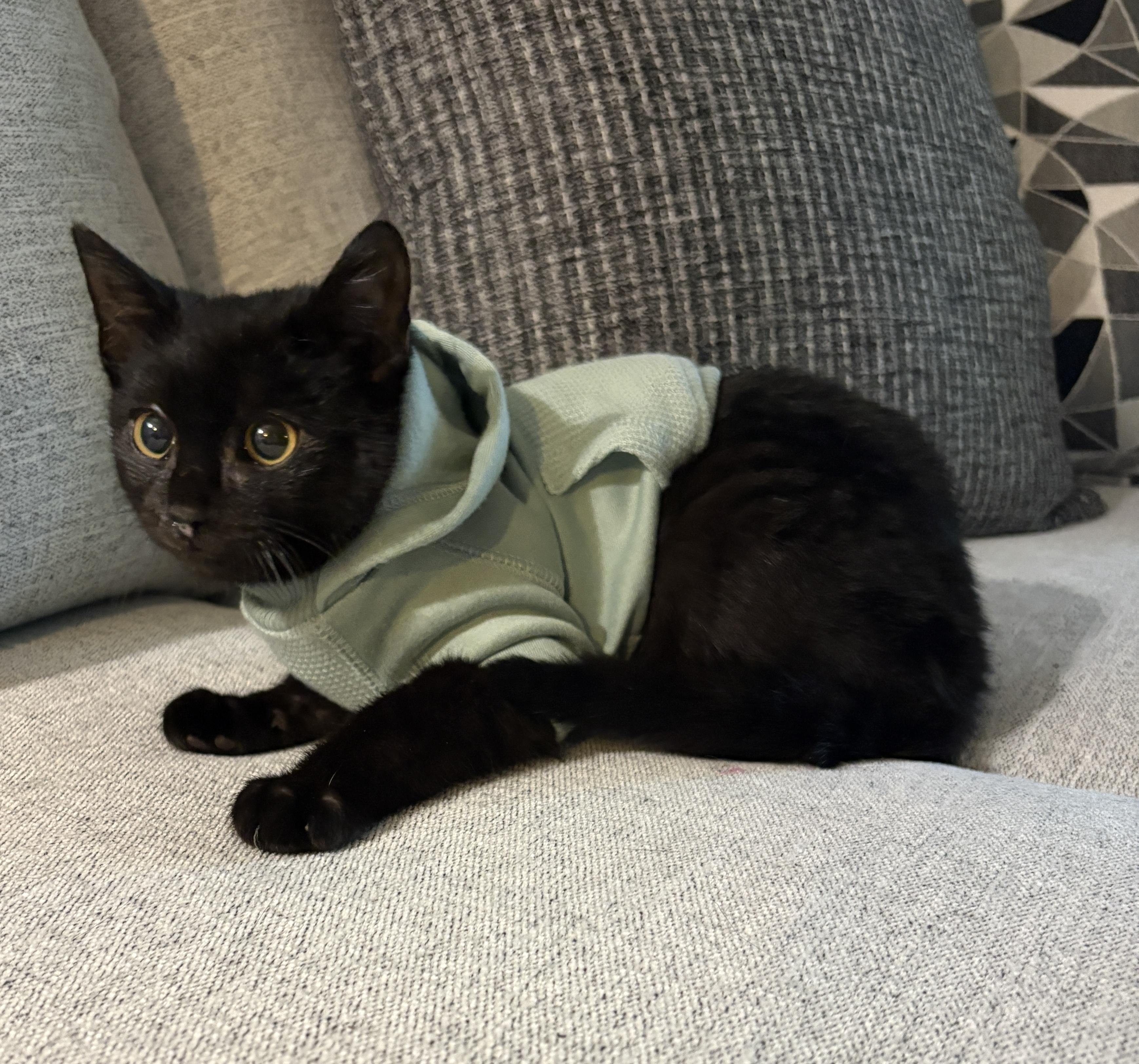 Paco , a ADOPTABLE Domestic Short Hair in Youngstown, OH image 5/6