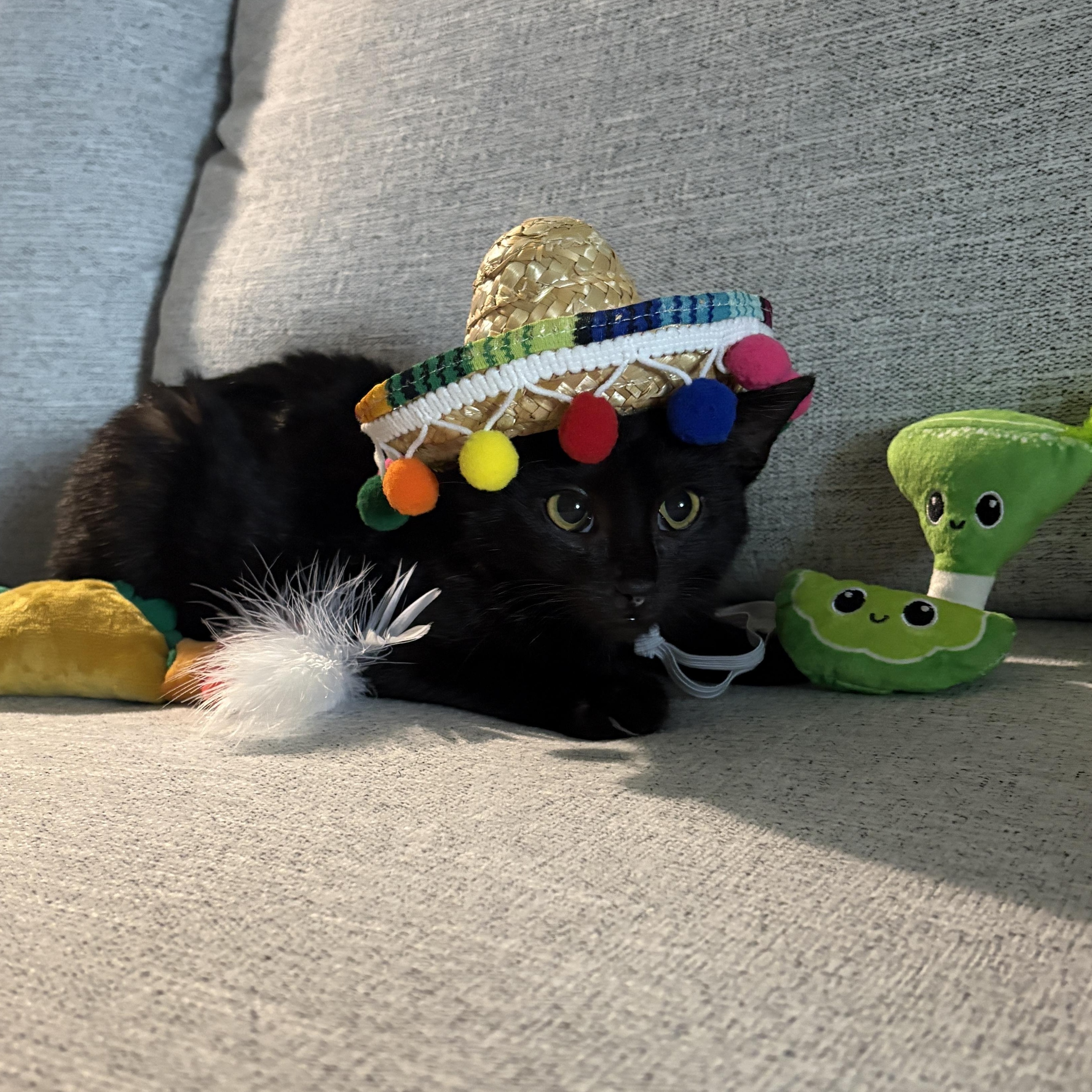 Paco , ADOPTABLE, Kitten Male Domestic Short Hair.