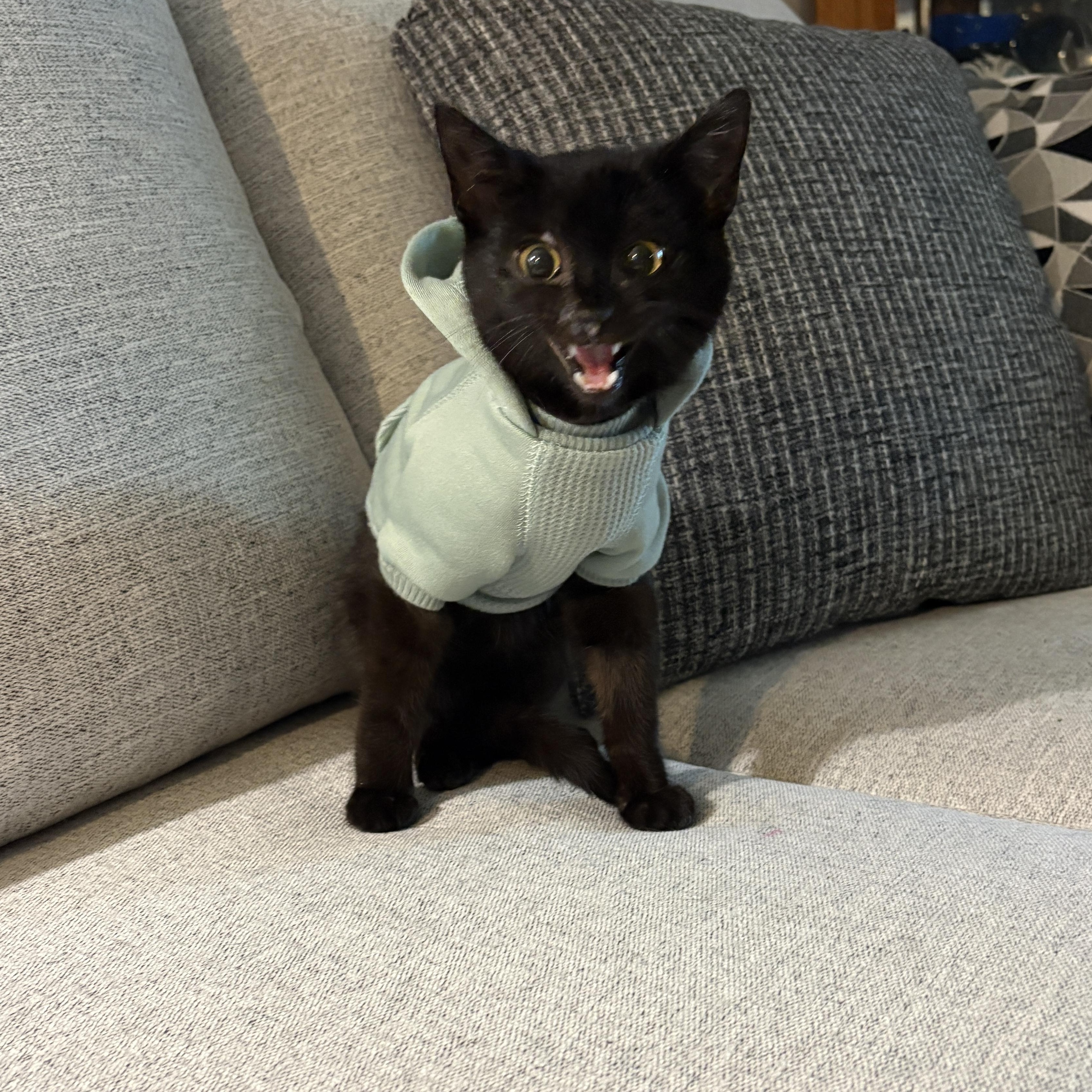 Paco , a ADOPTABLE Domestic Short Hair in Youngstown, OH image 6/6