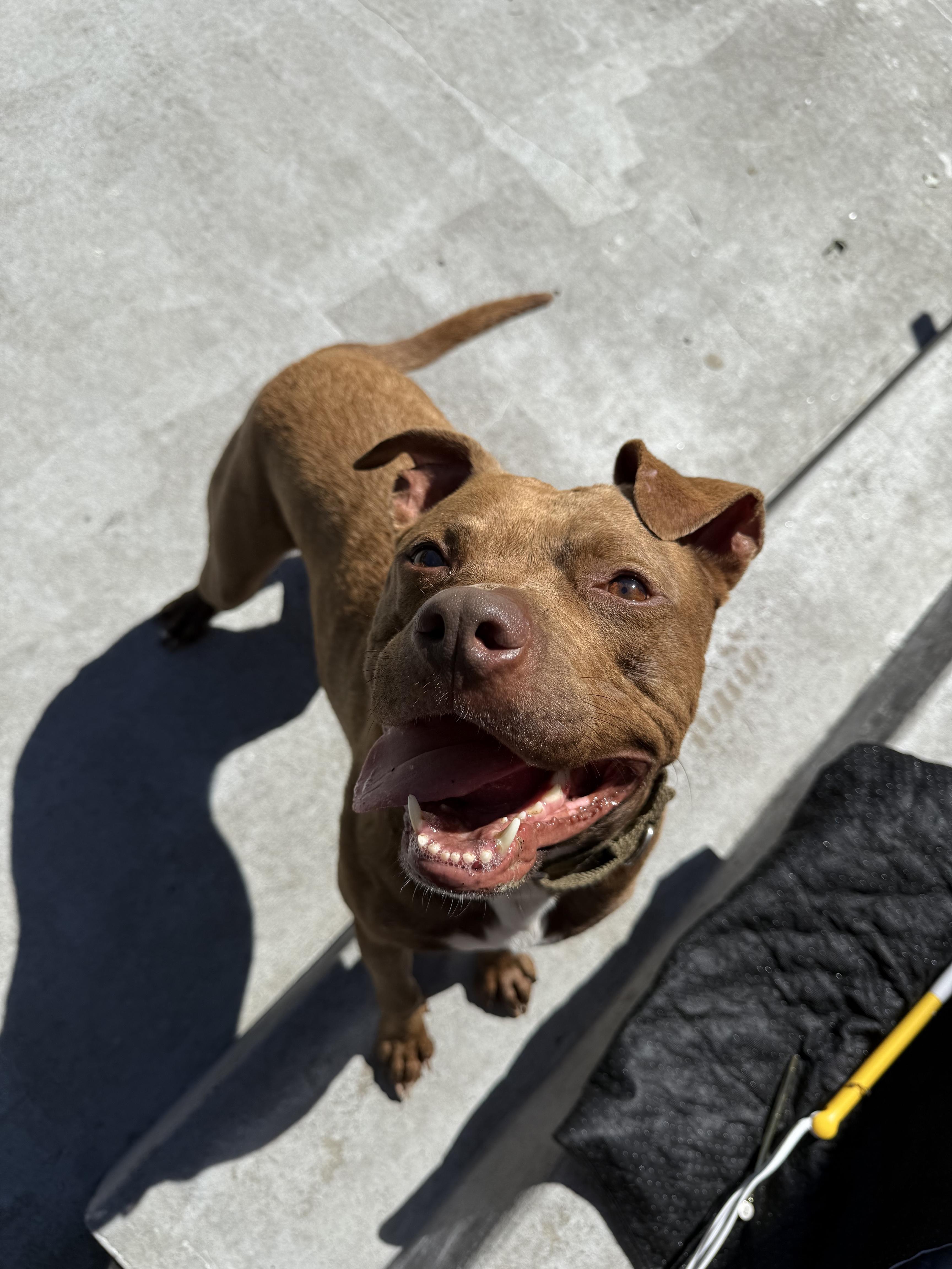 Xavier, ADOPTABLE, Adult Male Pit Bull Terrier.