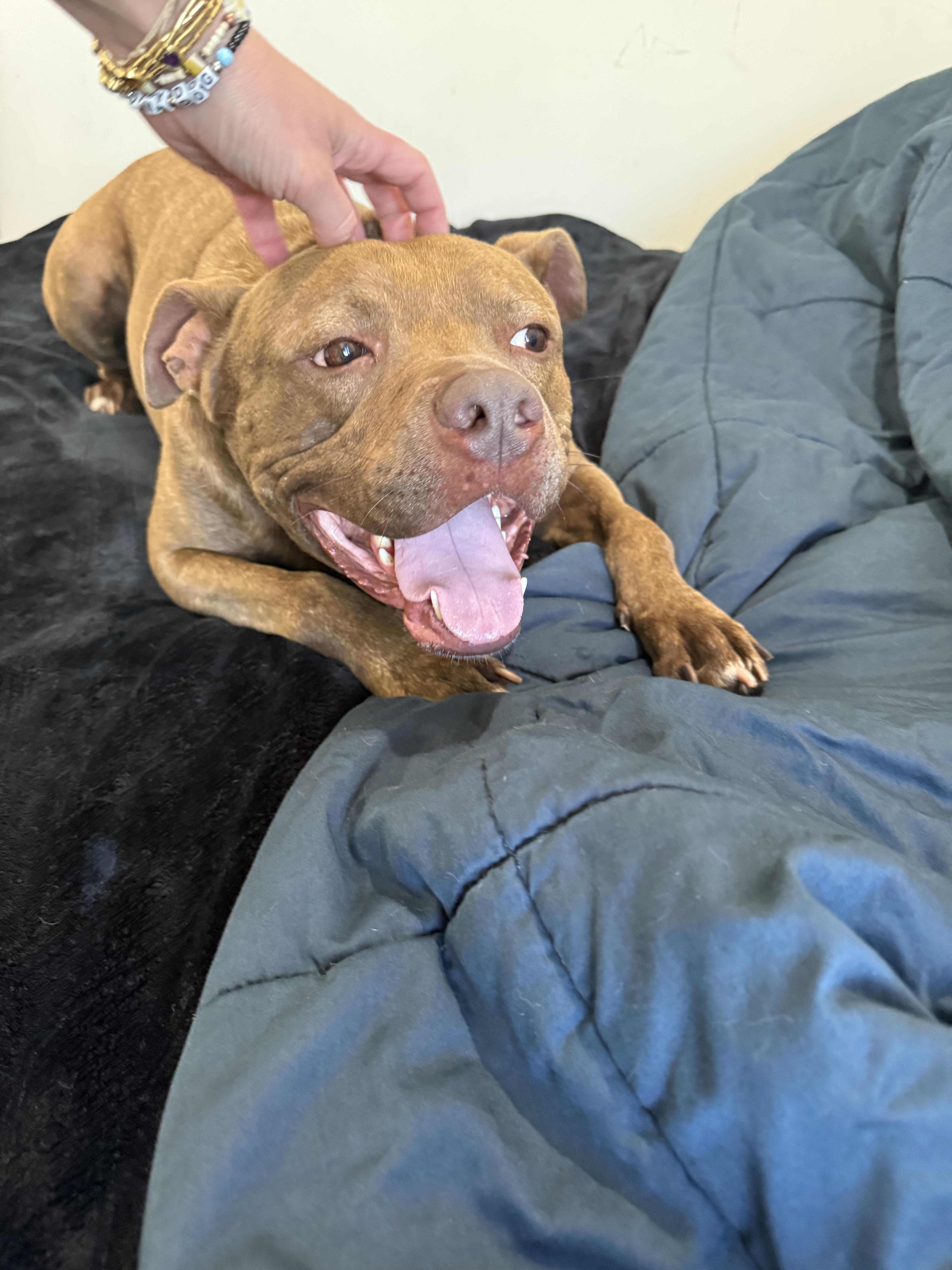 Xavier, a ADOPTABLE mixed breed in North Miami, FL image 3/5