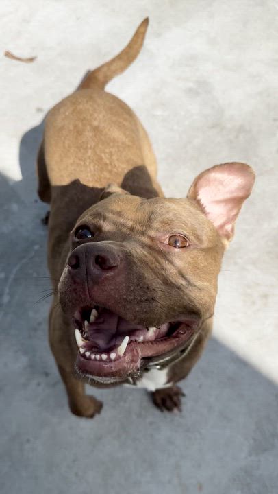 Enlarge Xavier, a ADOPTABLE mixed breed in North Miami, FL video 4/5