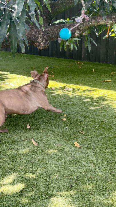 Enlarge Xavier, a ADOPTABLE mixed breed in North Miami, FL video 5/5