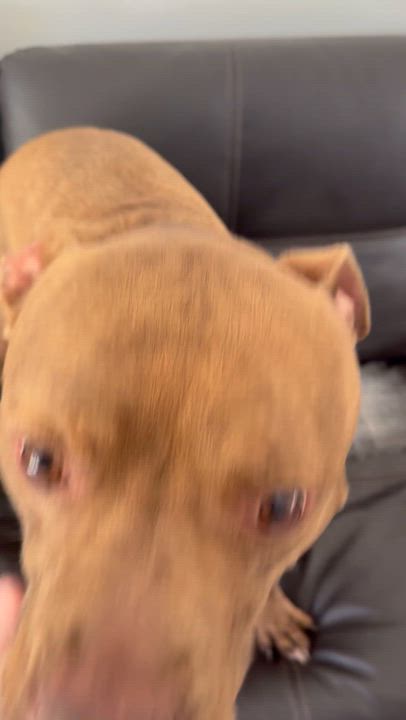 Enlarge Xavier, a ADOPTABLE mixed breed in North Miami, FL video 2/5