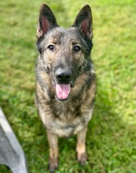 Enlarge RIPLEY, a Adoptable German Shepherd Dog in Riverside, CA image 1/1