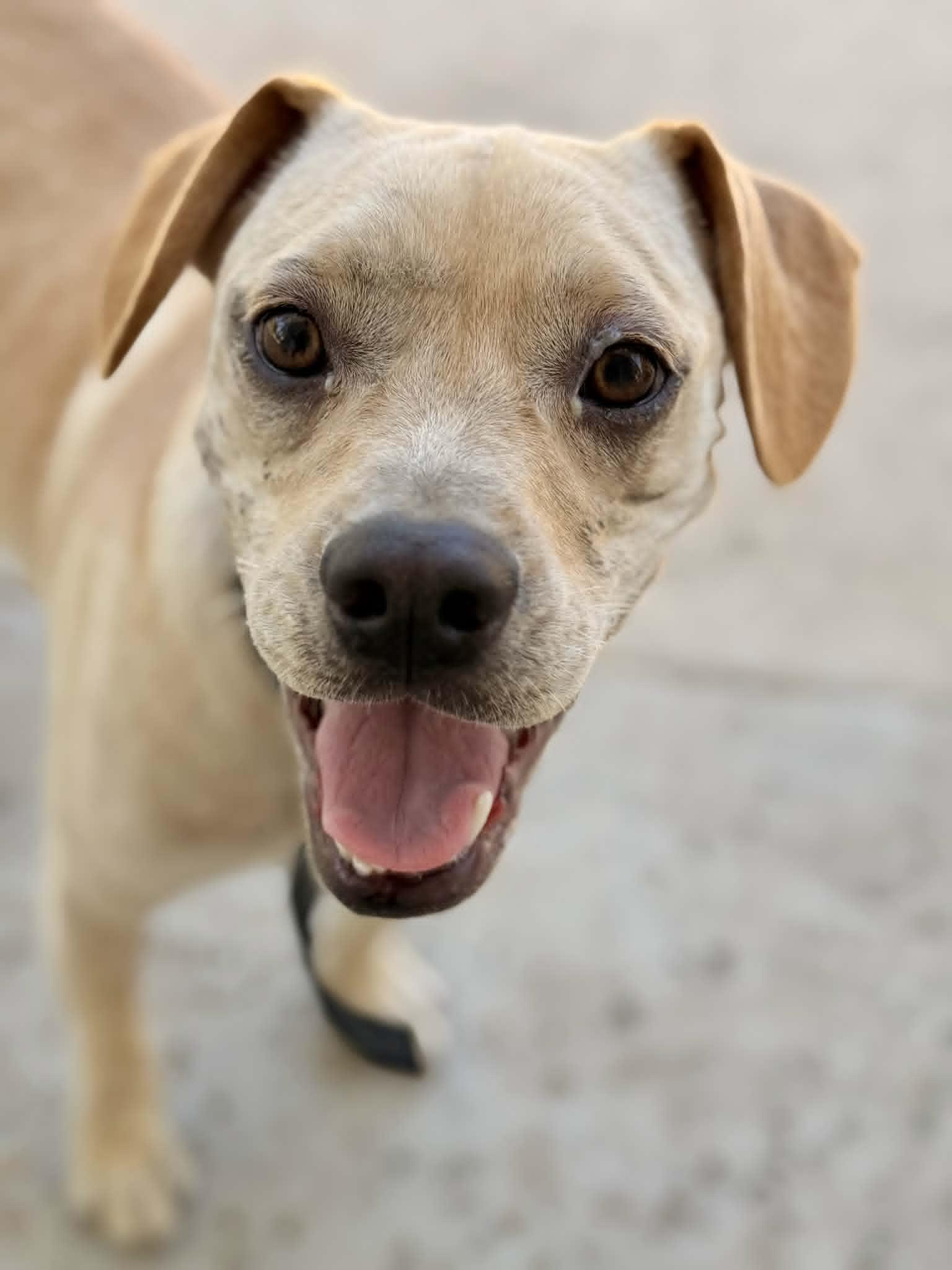 Enlarge Tendi, a ADOPTABLE mixed breed in Temecula, CA image 6/6
