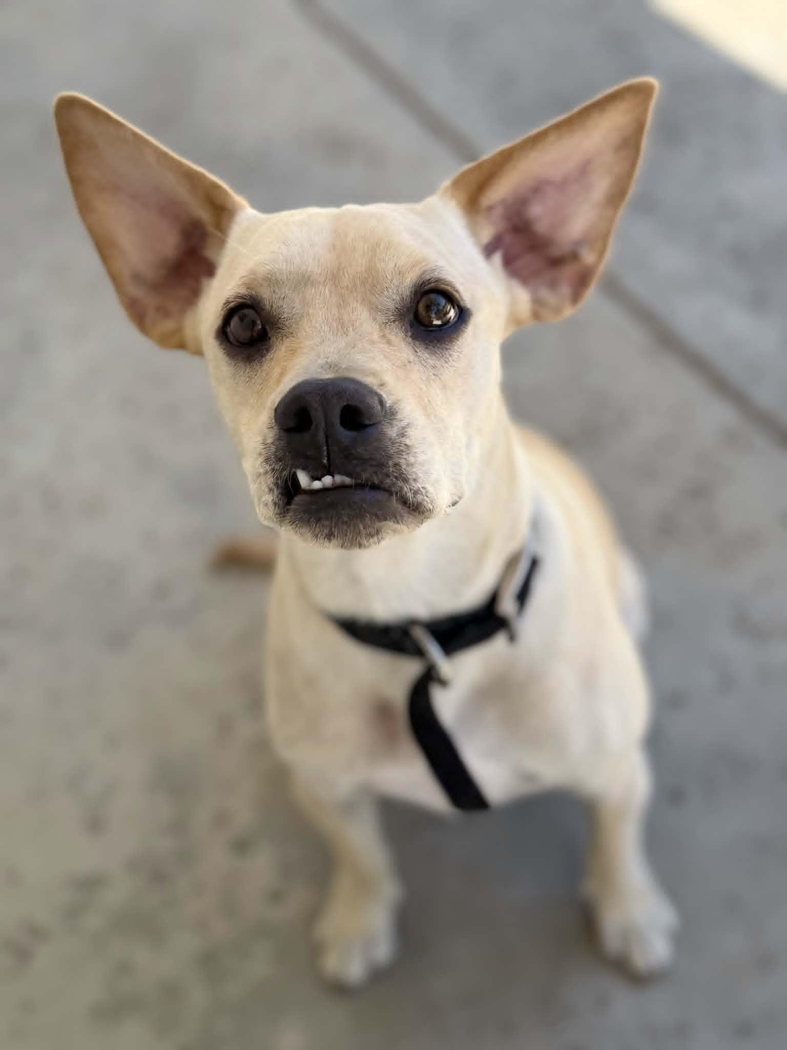 Enlarge Tendi, a ADOPTABLE mixed breed in Temecula, CA image 2/6
