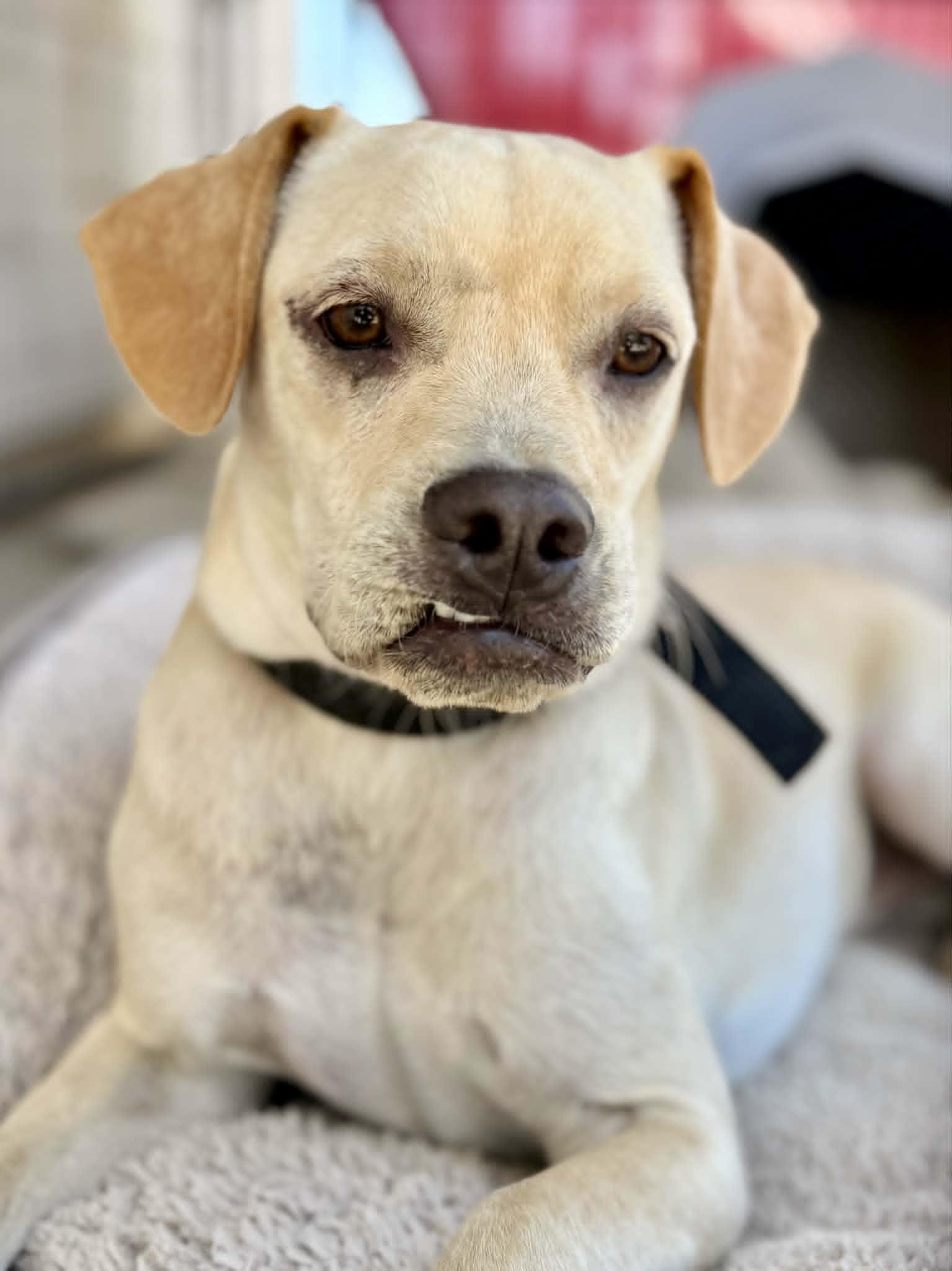 Enlarge Tendi, a ADOPTABLE mixed breed in Temecula, CA image 4/6