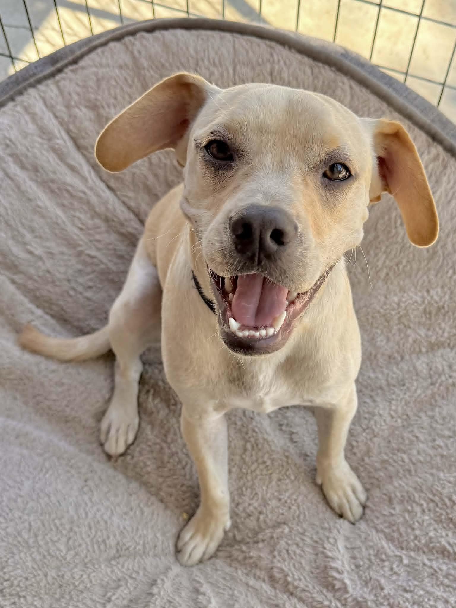 Enlarge Tendi, a ADOPTABLE mixed breed in Temecula, CA image 5/6