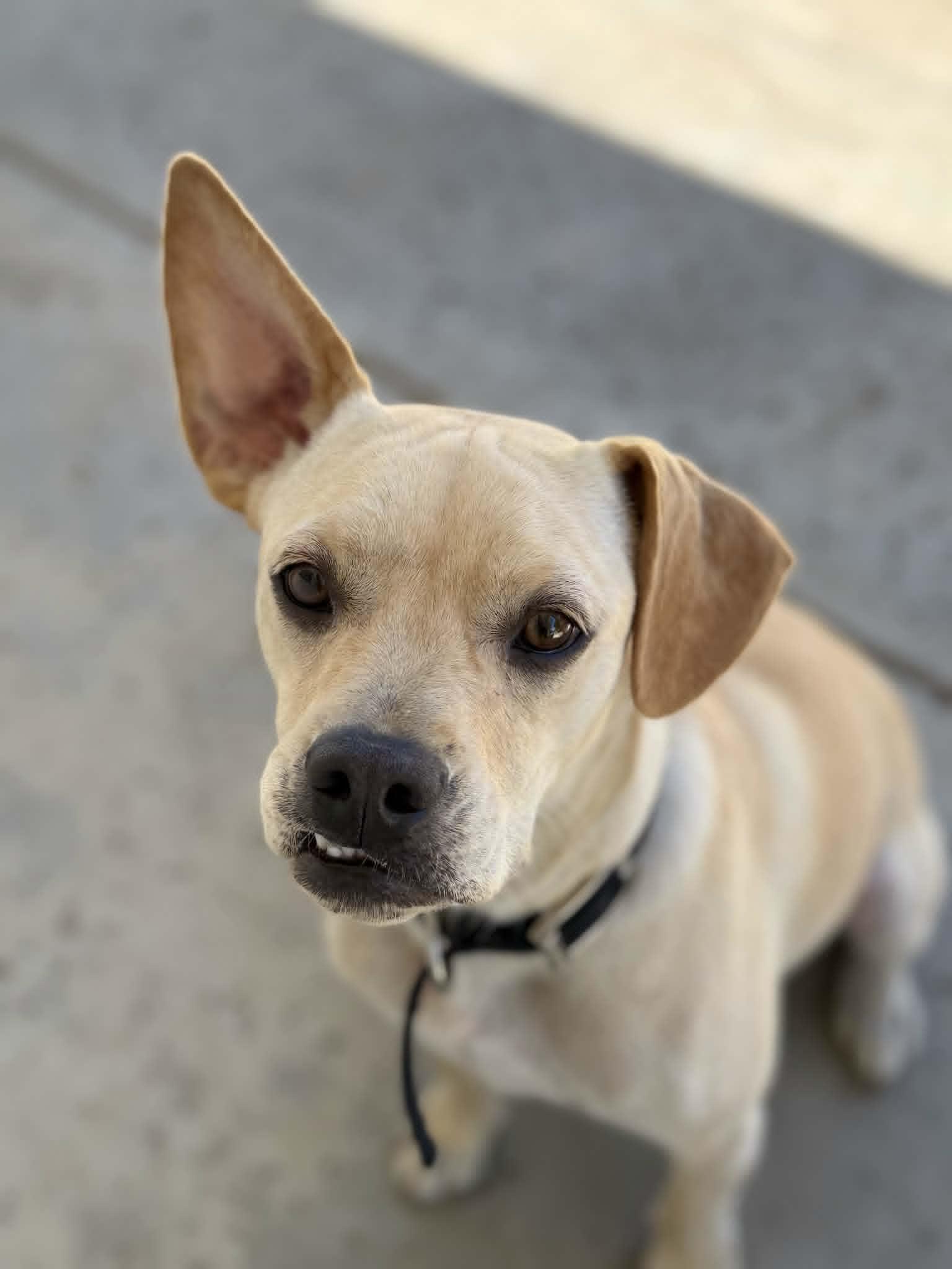 Enlarge Tendi, a ADOPTABLE mixed breed in Temecula, CA image 3/6