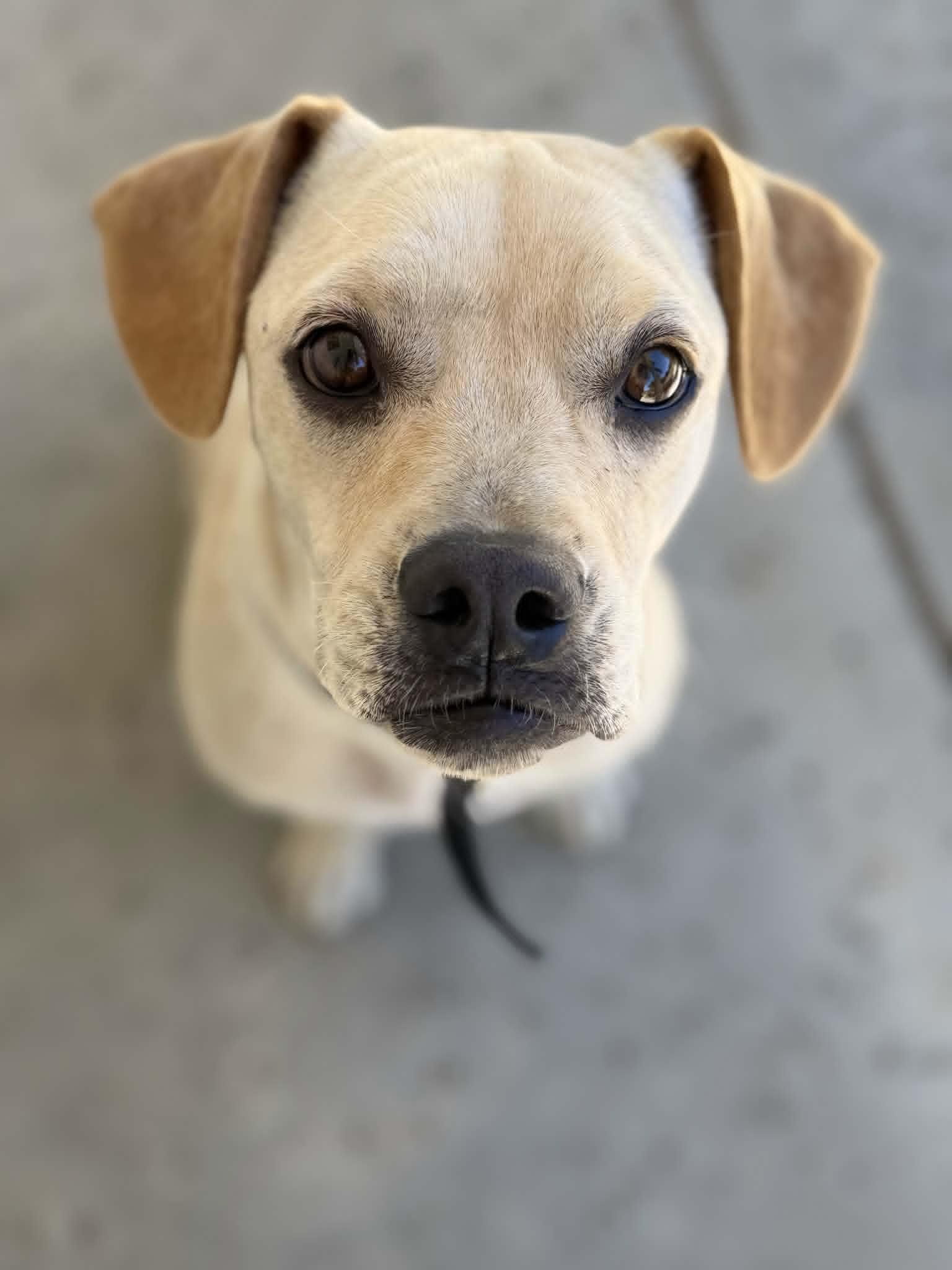 Enlarge Tendi, a ADOPTABLE mixed breed in Temecula, CA image 1/6
