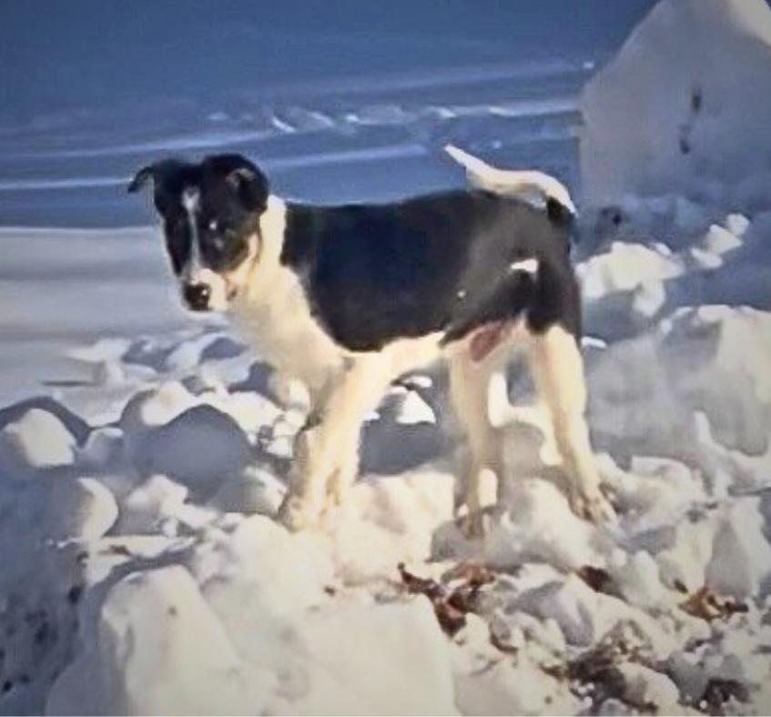 Shep, adopted, Puppy Male Border Collie.