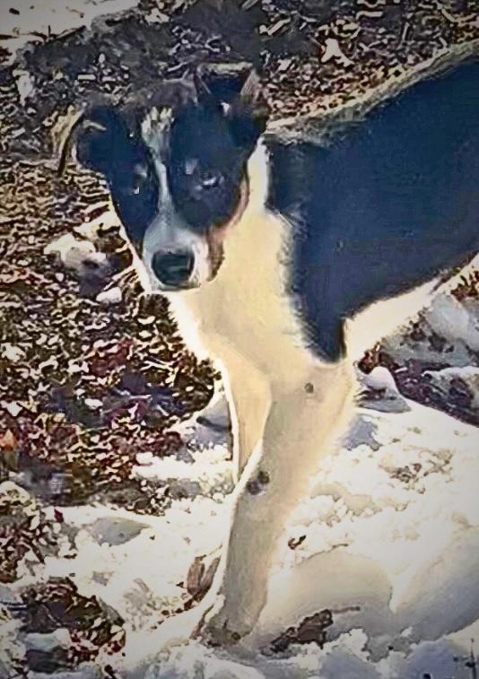 Enlarge Shep, an adopted Border Collie in Tyler Hill, PA image 2/2
