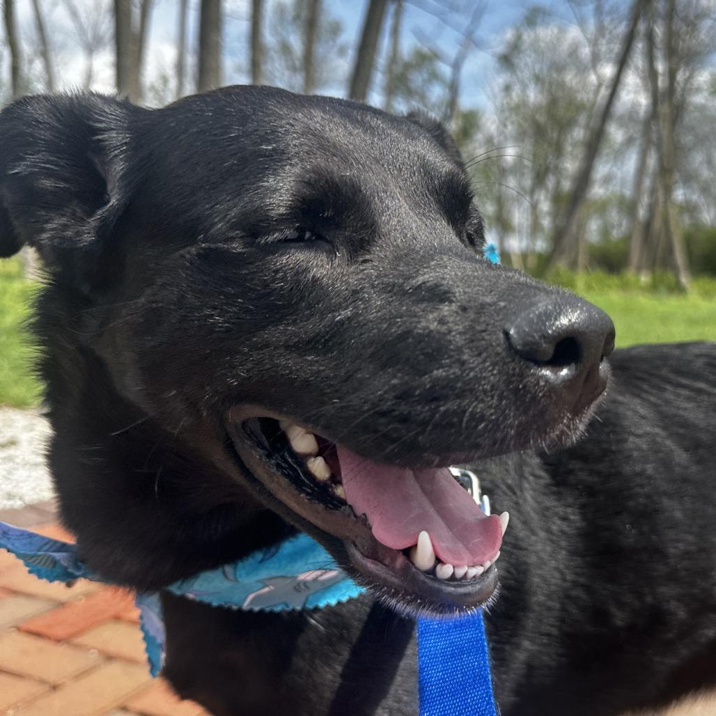 Moe, Adoptable, Young Male Mixed Breed.