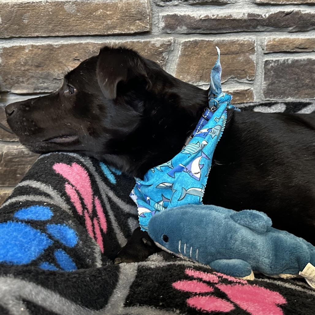 Enlarge Moe, a Adoptable Mixed Breed in Washington Township, OH image 3/6