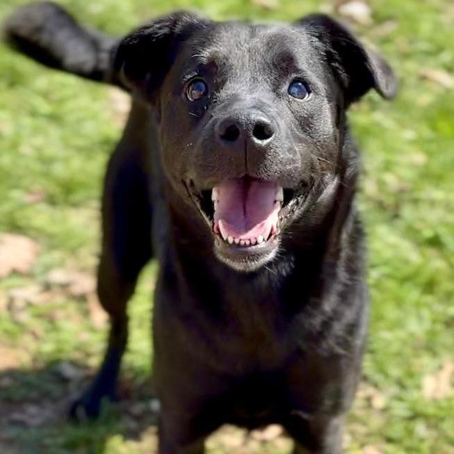 Enlarge Moe, a Adoptable Mixed Breed in Washington Township, OH image 4/6