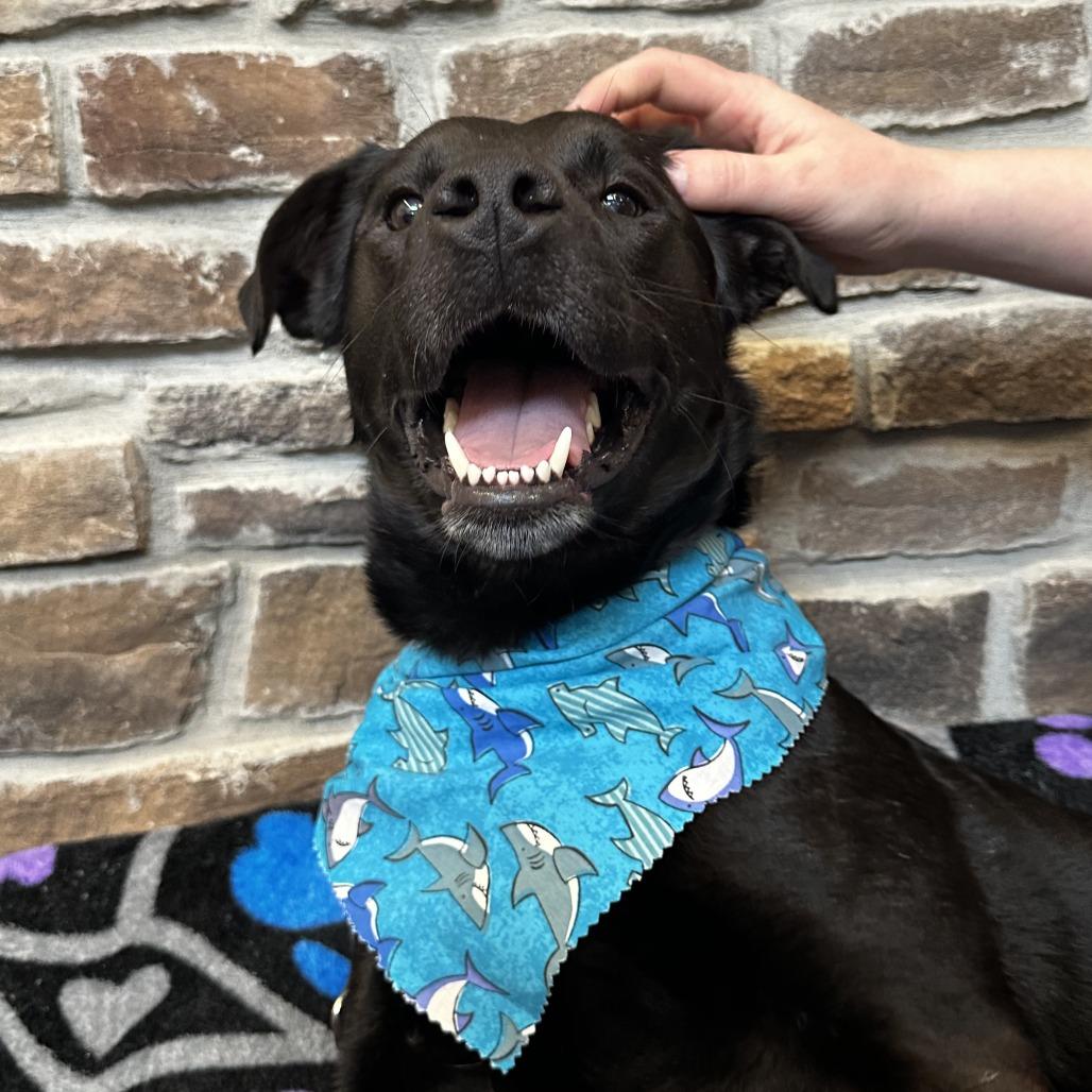 Enlarge Moe, a Adoptable Mixed Breed in Washington Township, OH image 5/6