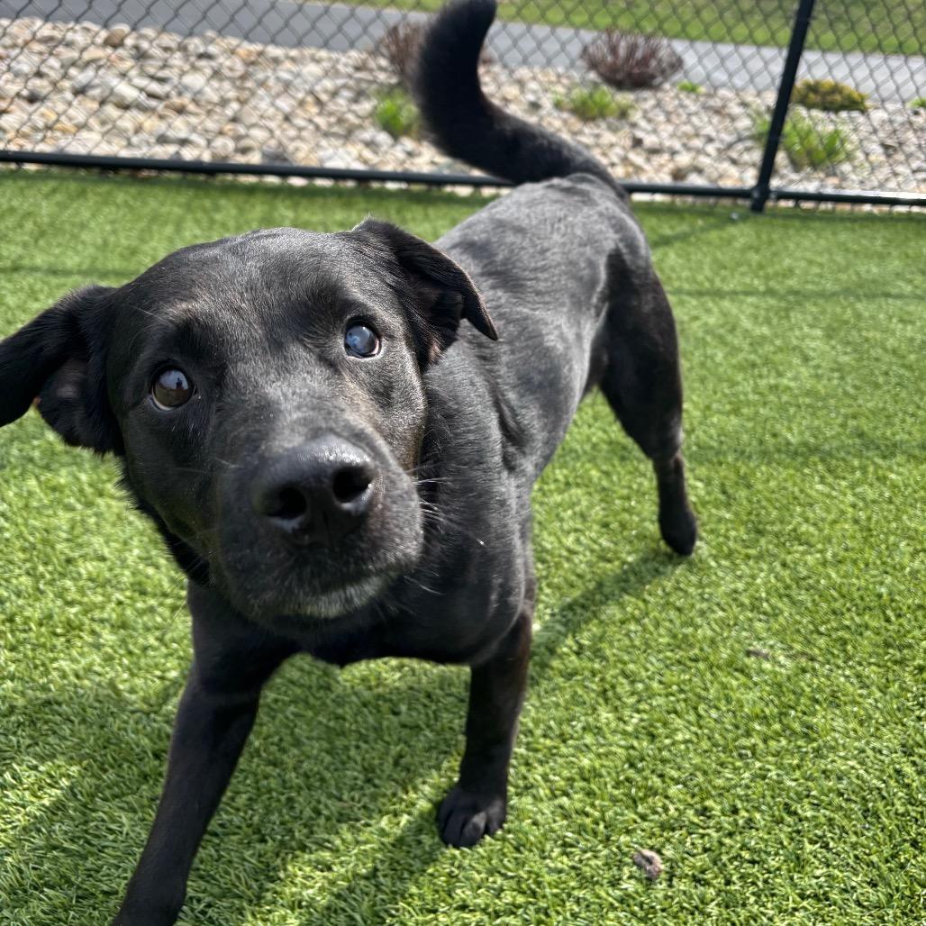 Enlarge Moe, a Adoptable Mixed Breed in Washington Township, OH image 6/6