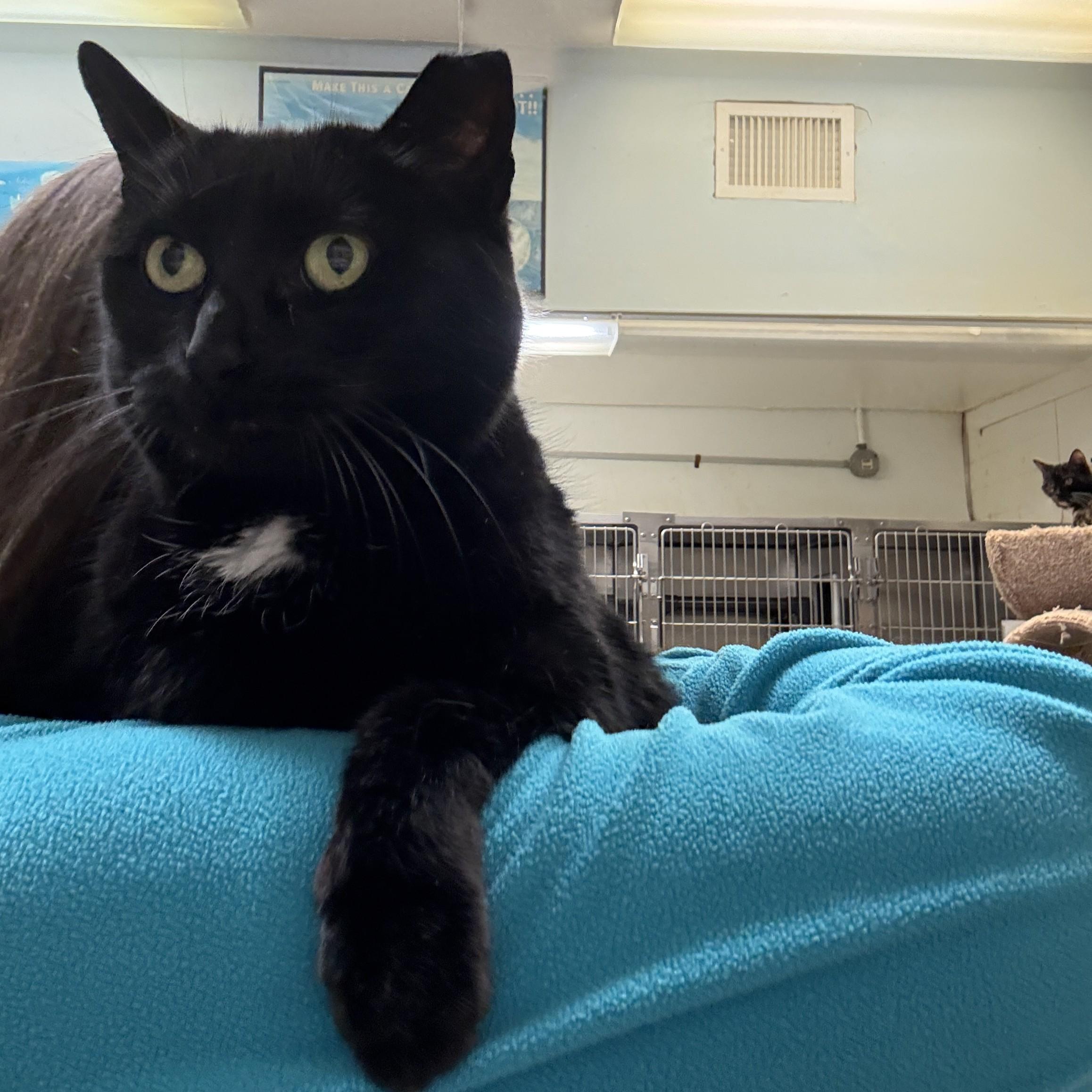 Enlarge Sheeley, a ADOPTABLE Domestic Short Hair in Beacon, NY image 5/6