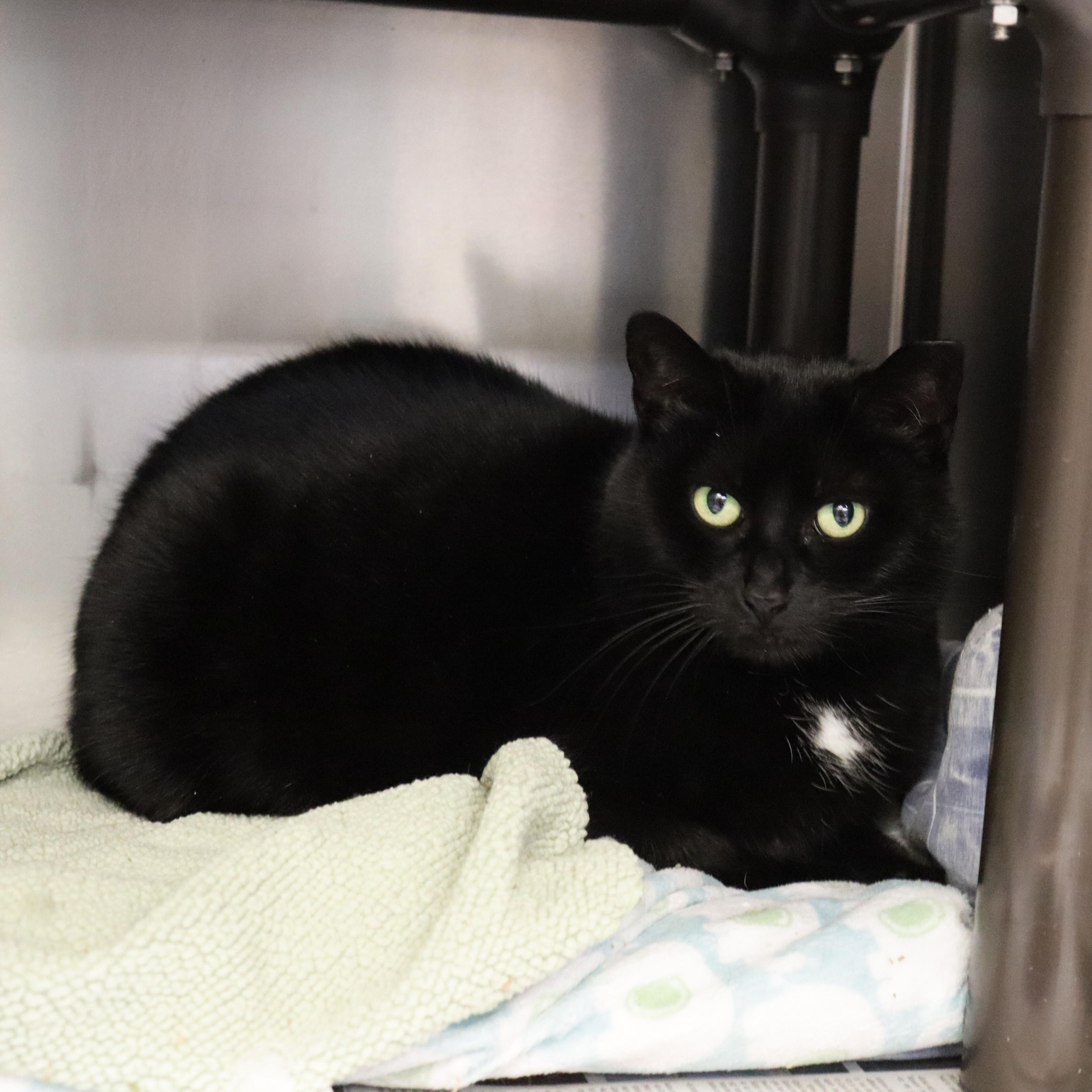 Enlarge Sheeley, a ADOPTABLE Domestic Short Hair in Beacon, NY image 1/6