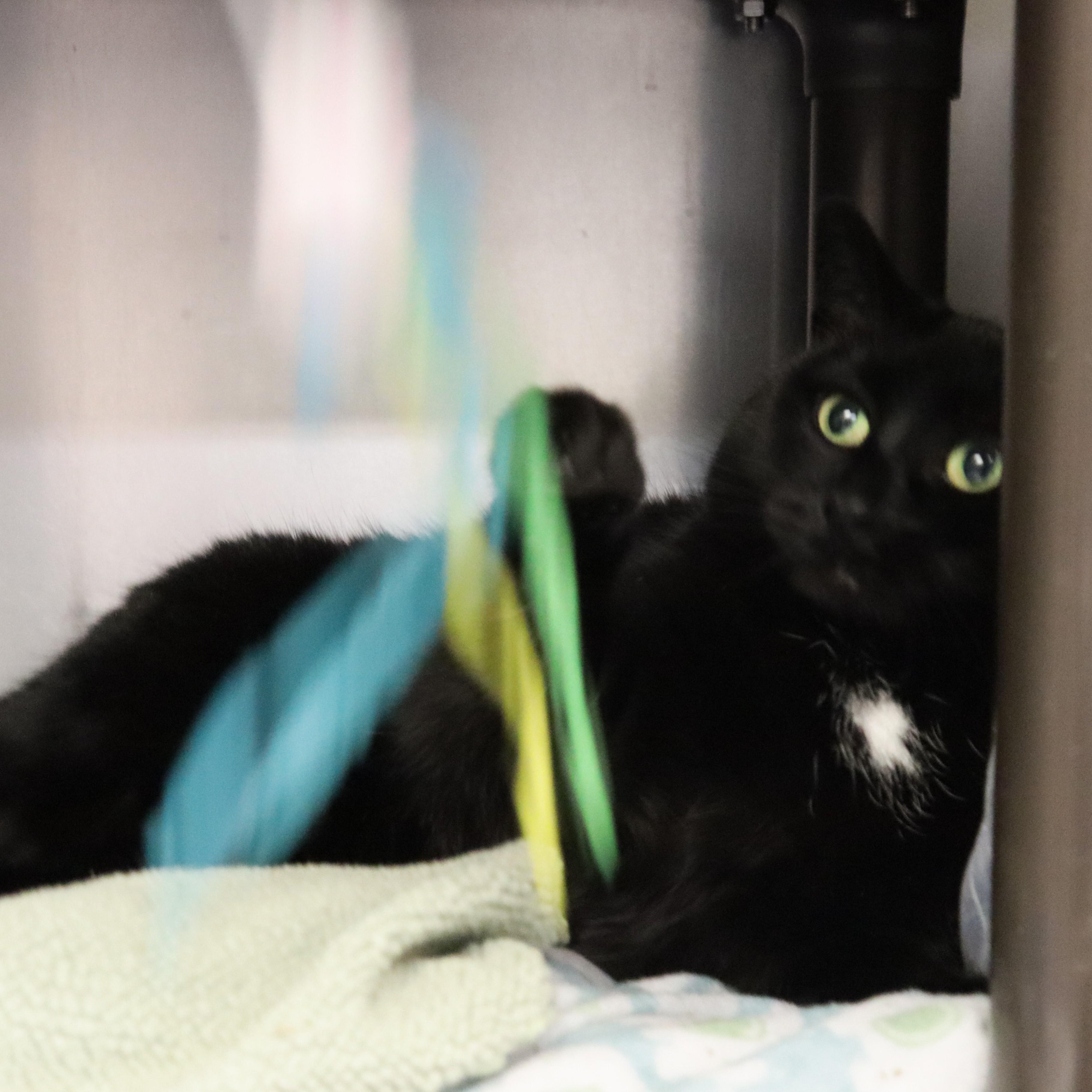 Enlarge Sheeley, a ADOPTABLE Domestic Short Hair in Beacon, NY image 3/6