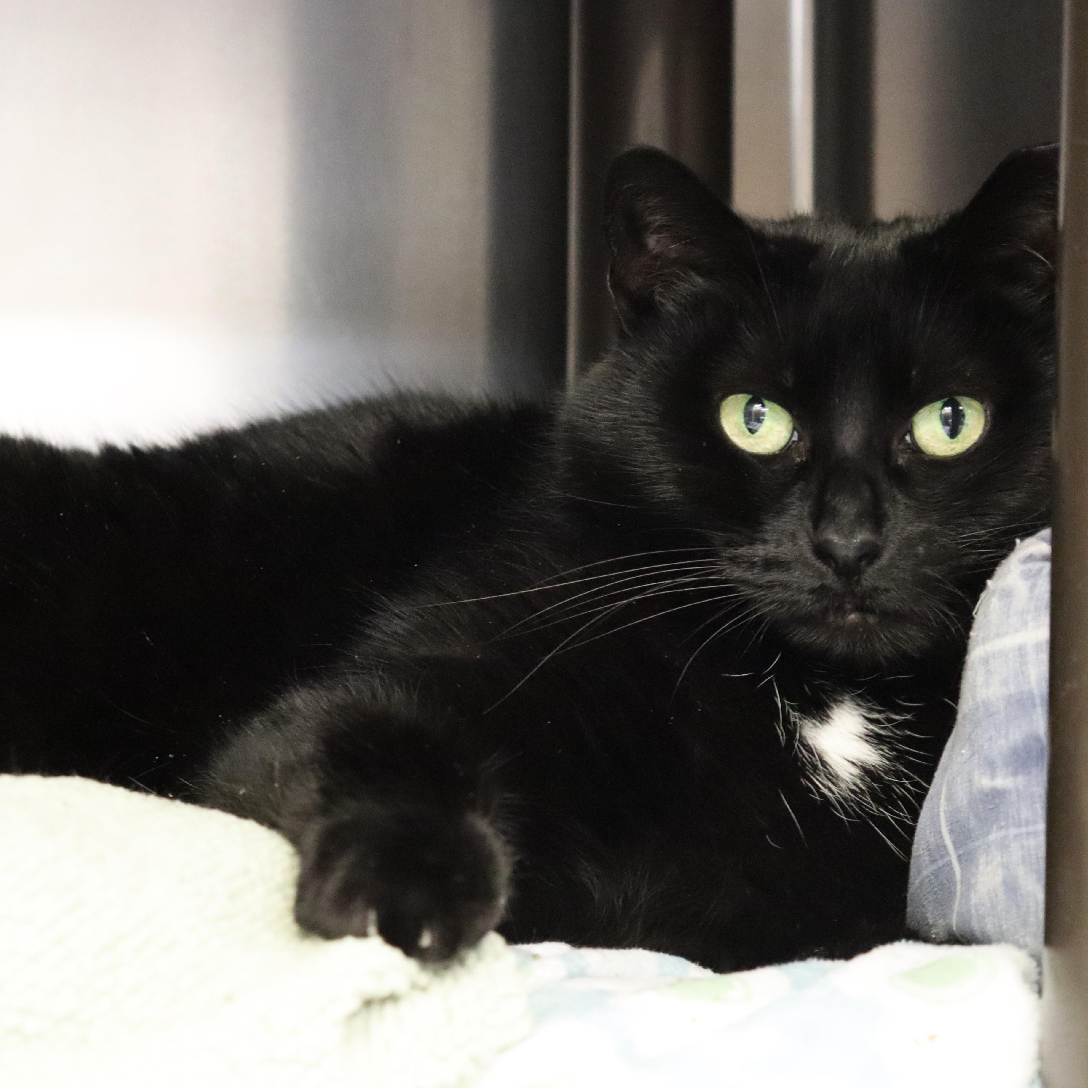 Enlarge Sheeley, a ADOPTABLE Domestic Short Hair in Beacon, NY image 2/6